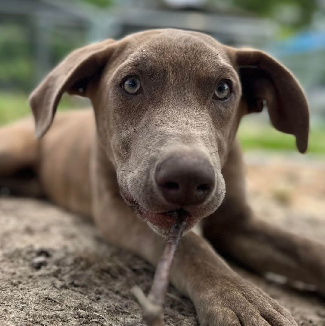 Toast , a Adopted Mixed Breed in Clinton, NC image 1/5