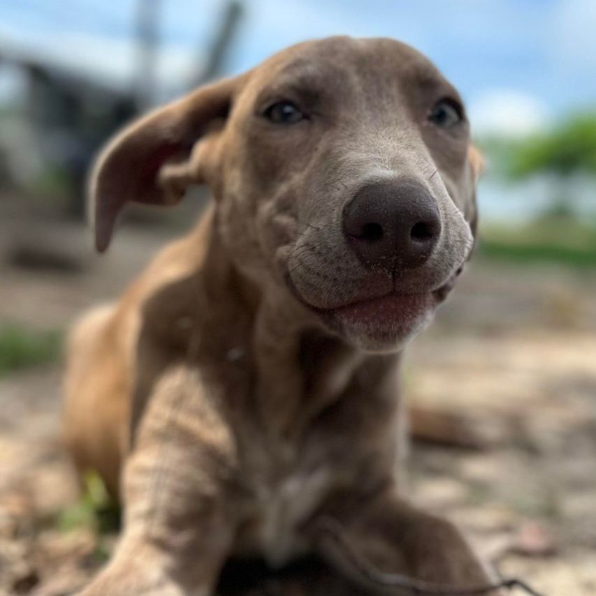 Toast , a Adopted Mixed Breed in Clinton, NC image 2/5