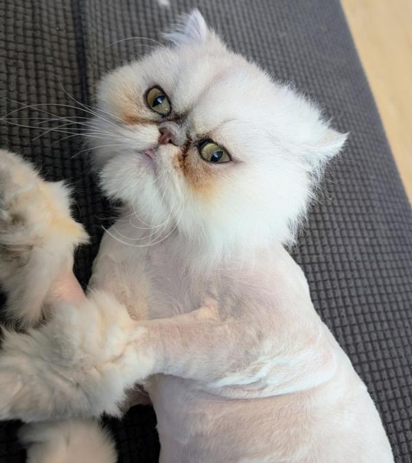 Enlarge GRACIE, an adopted Persian in Racine, WI image 1/4