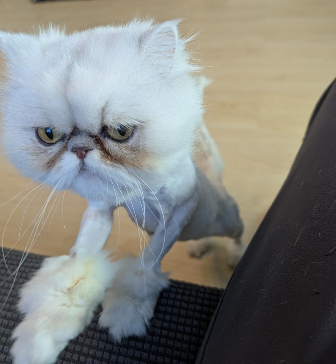 Enlarge GRACIE, an adopted Persian in Racine, WI image 2/4