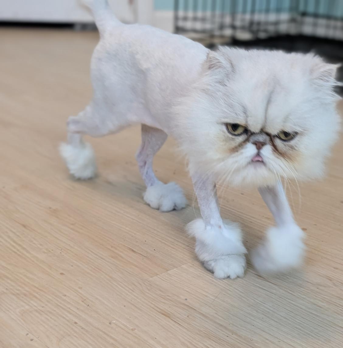Enlarge GRACIE, an adopted Persian in Racine, WI image 3/4