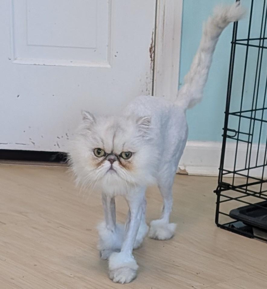 Enlarge GRACIE, an adopted Persian in Racine, WI image 4/4