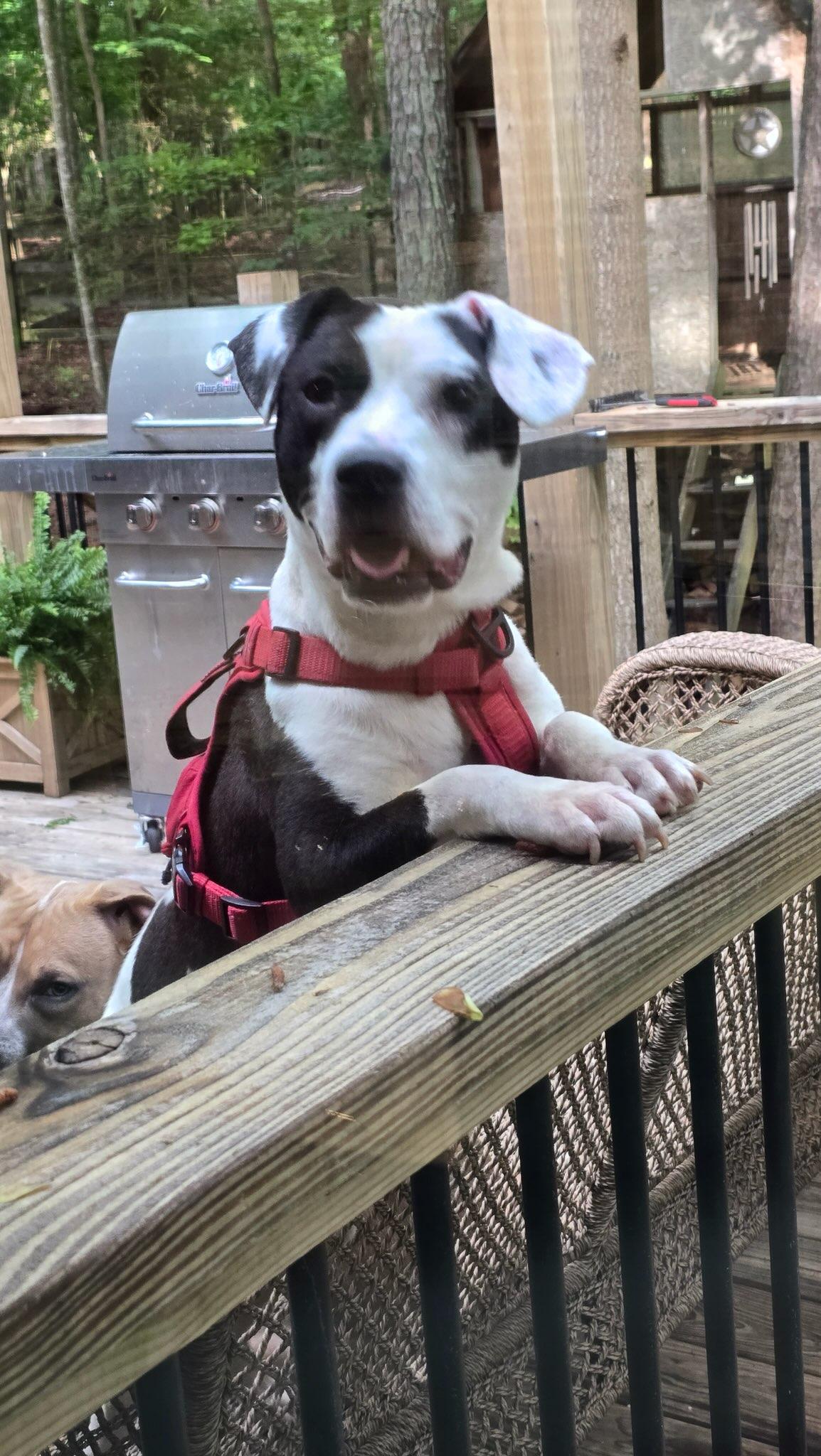 Enlarge Harley, a ADOPTABLE mixed breed in Auburn, GA image 3/4