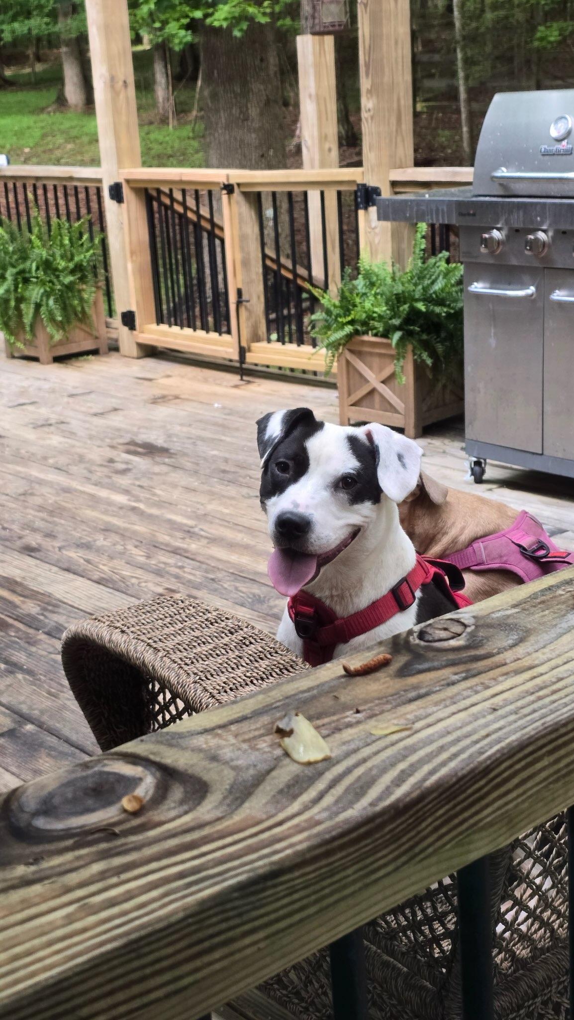 Enlarge Harley, a ADOPTABLE mixed breed in Auburn, GA image 4/4