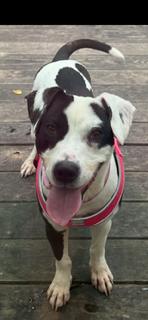 Enlarge Harley, a ADOPTABLE mixed breed in Auburn, GA image 2/4