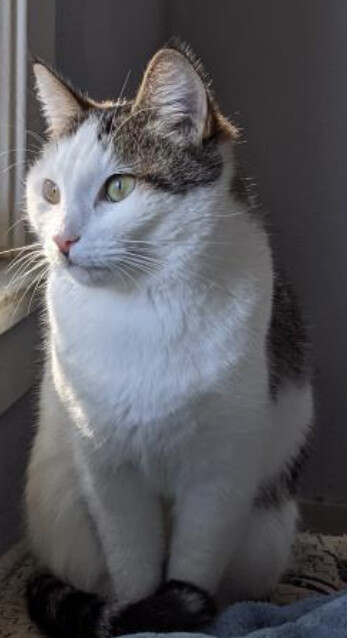 Enlarge Gertrude, a Adoptable mixed breed in Long Beach, CA image 1/2