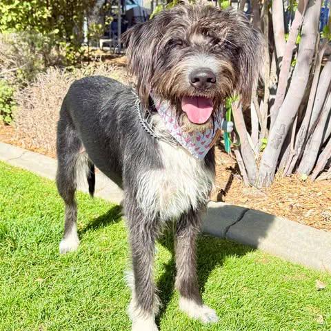 Mike, Adoptable, Young Male German Wirehaired Pointer & Border Collie.