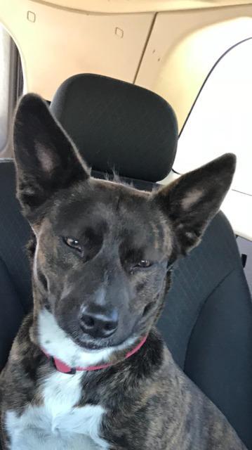 Zoe, Adoptable, Senior Female Shepherd.