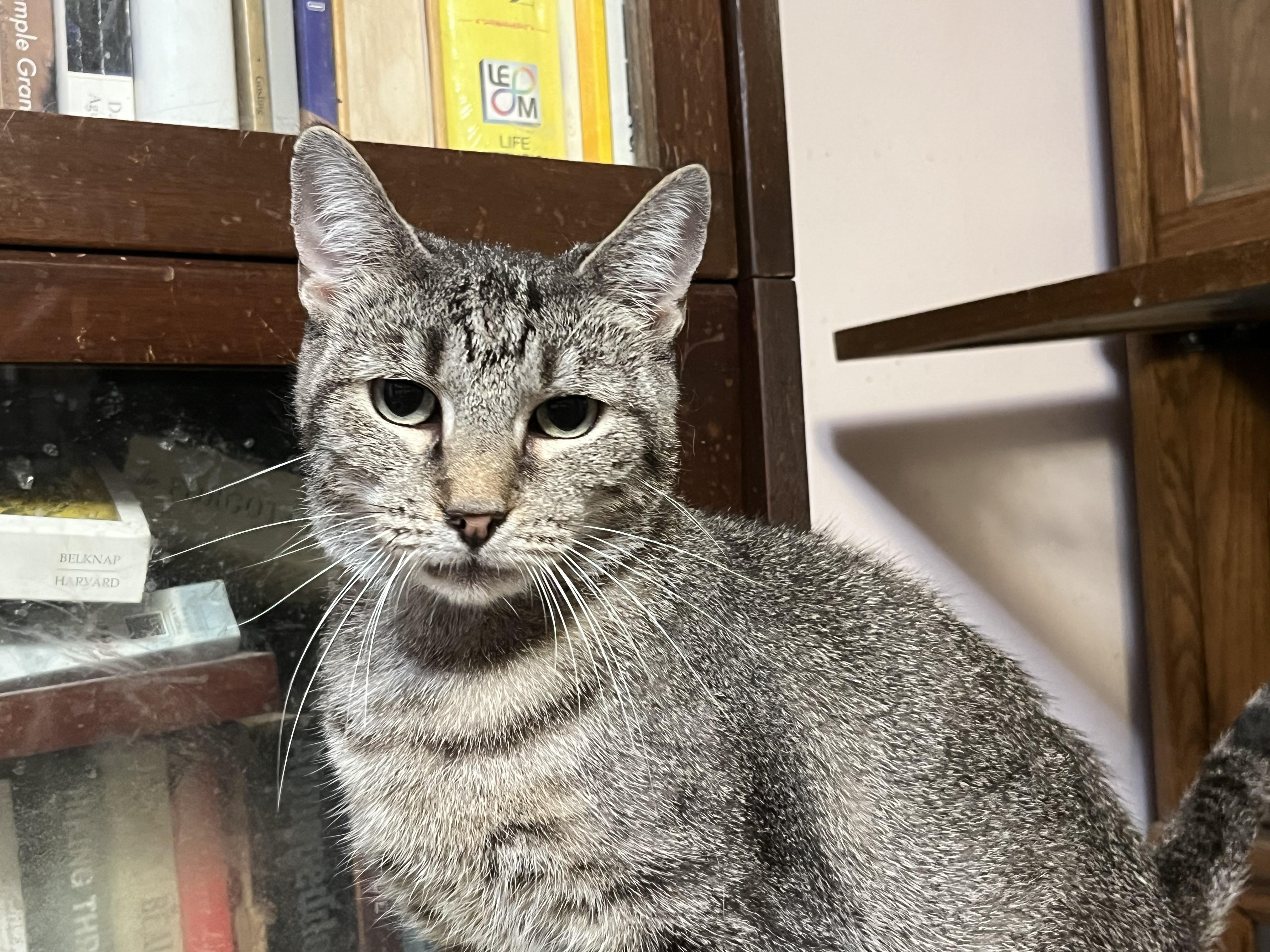 Anna, Adoptable, Adult Female Domestic Short Hair.