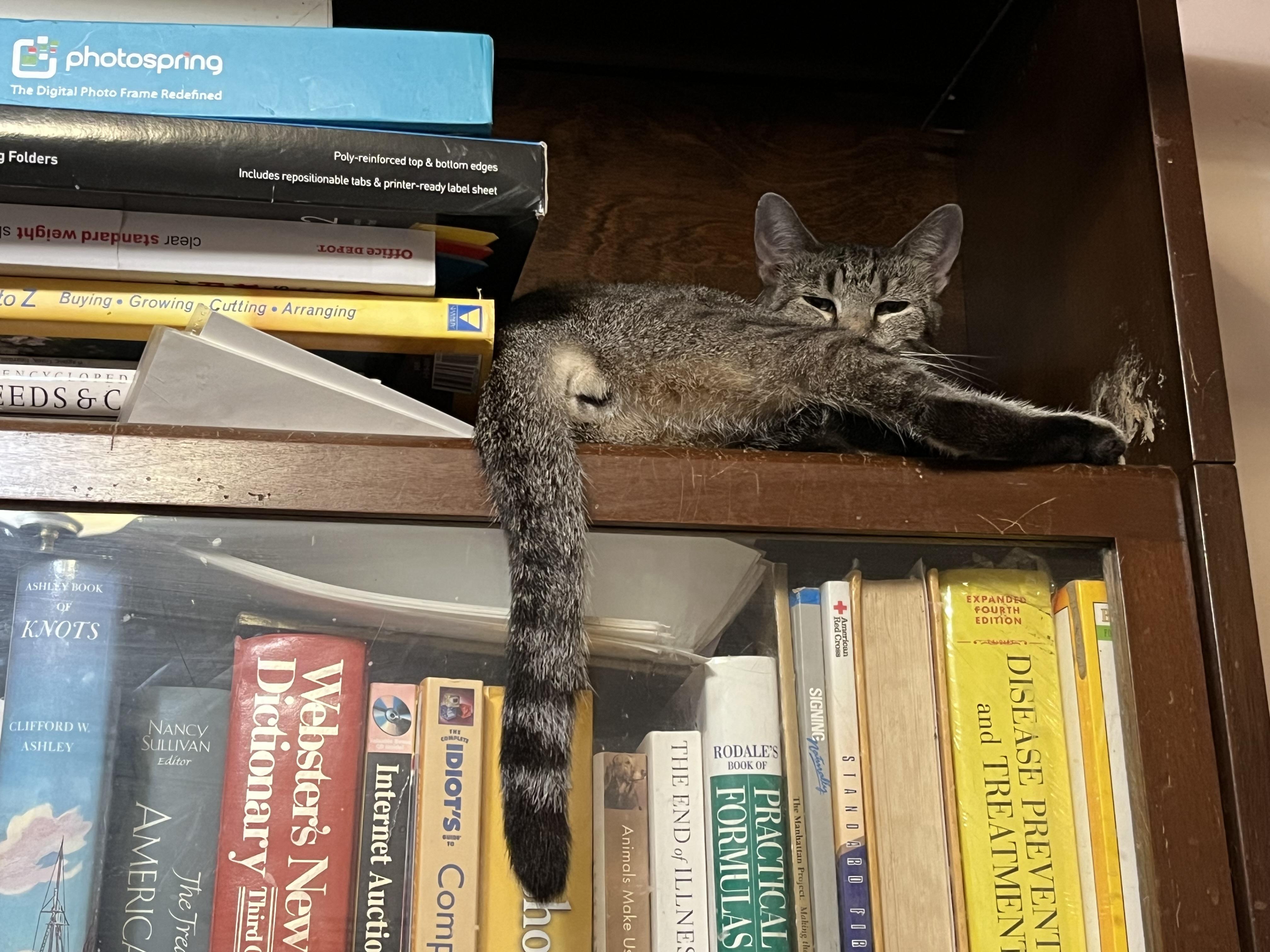 Anna, a Adoptable Domestic Short Hair in Mount Airy, MD image 3/3