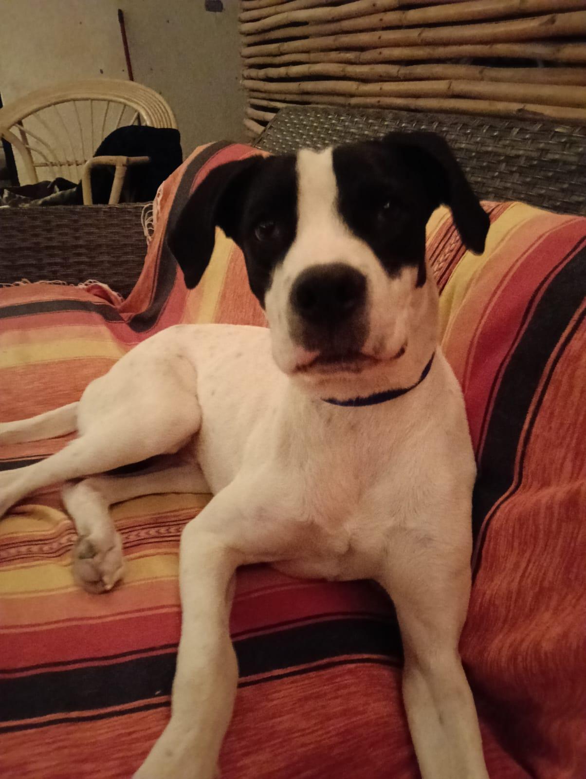 Enlarge Pancho, a Adoptable mixed breed in Victoria, BC image 2/5