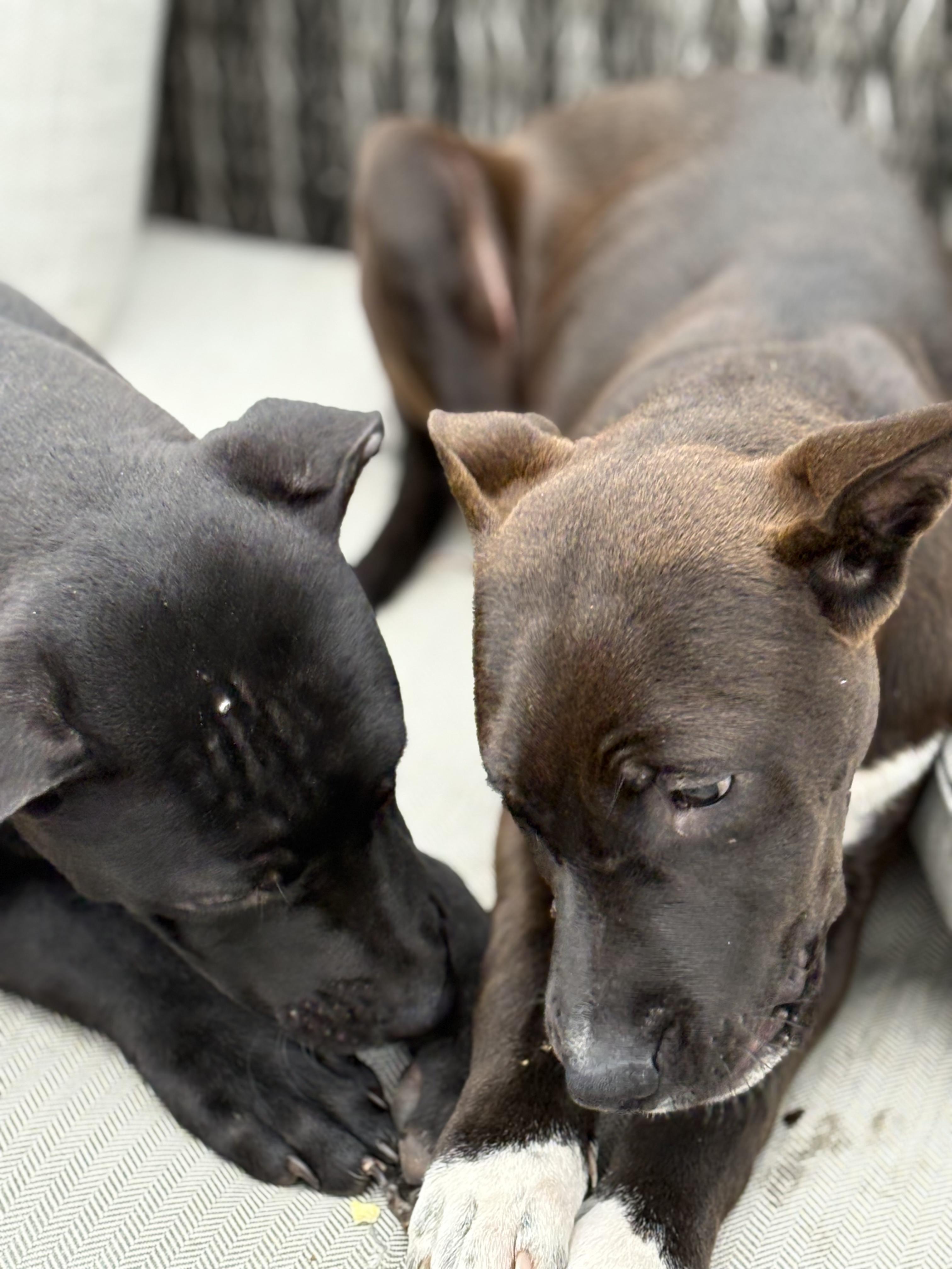 Sprout, Adoptable, Young Male Pit Bull Terrier & Labrador Retriever.
