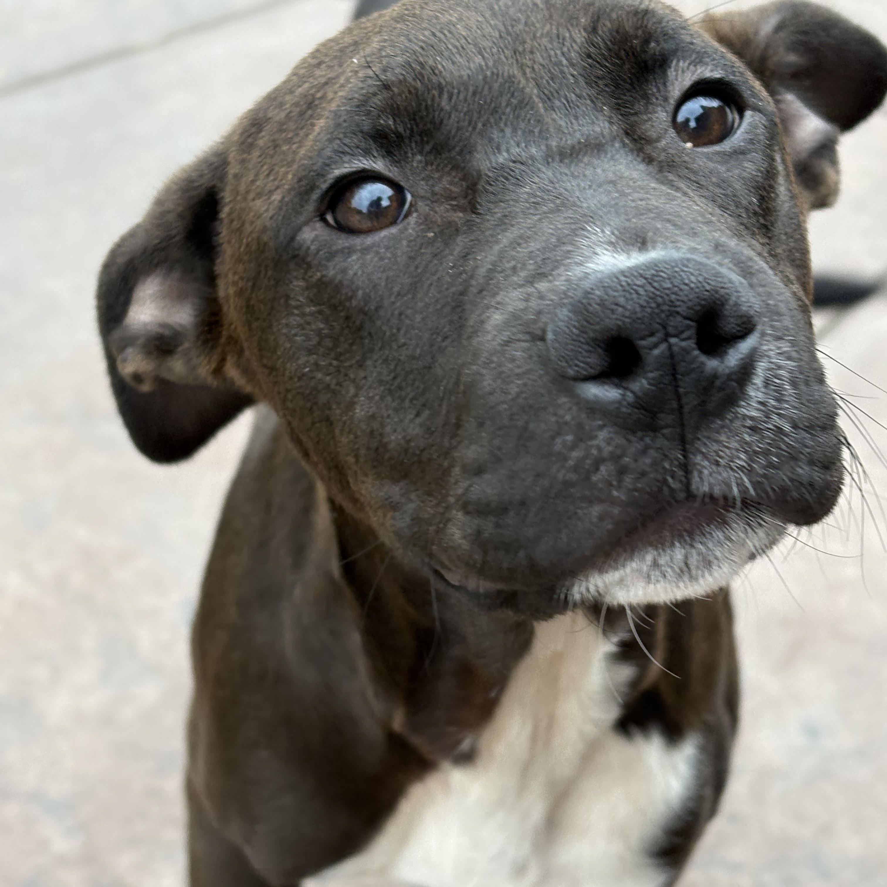 Enlarge Sprout, a Adoptable mixed breed in Rochester Hills, MI image 2/3