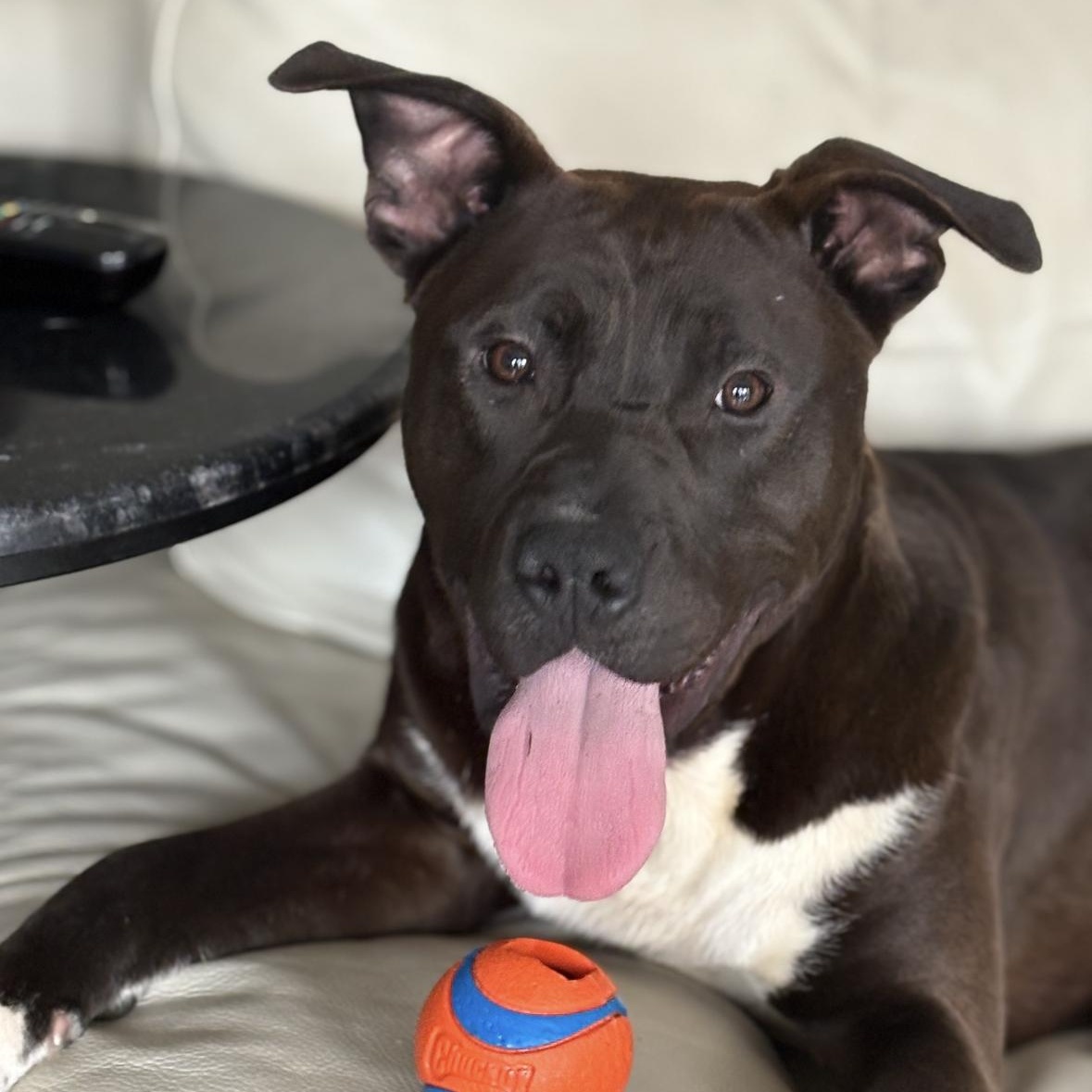 Sprout, Adoptable, Young Male Pit Bull Terrier & Labrador Retriever.