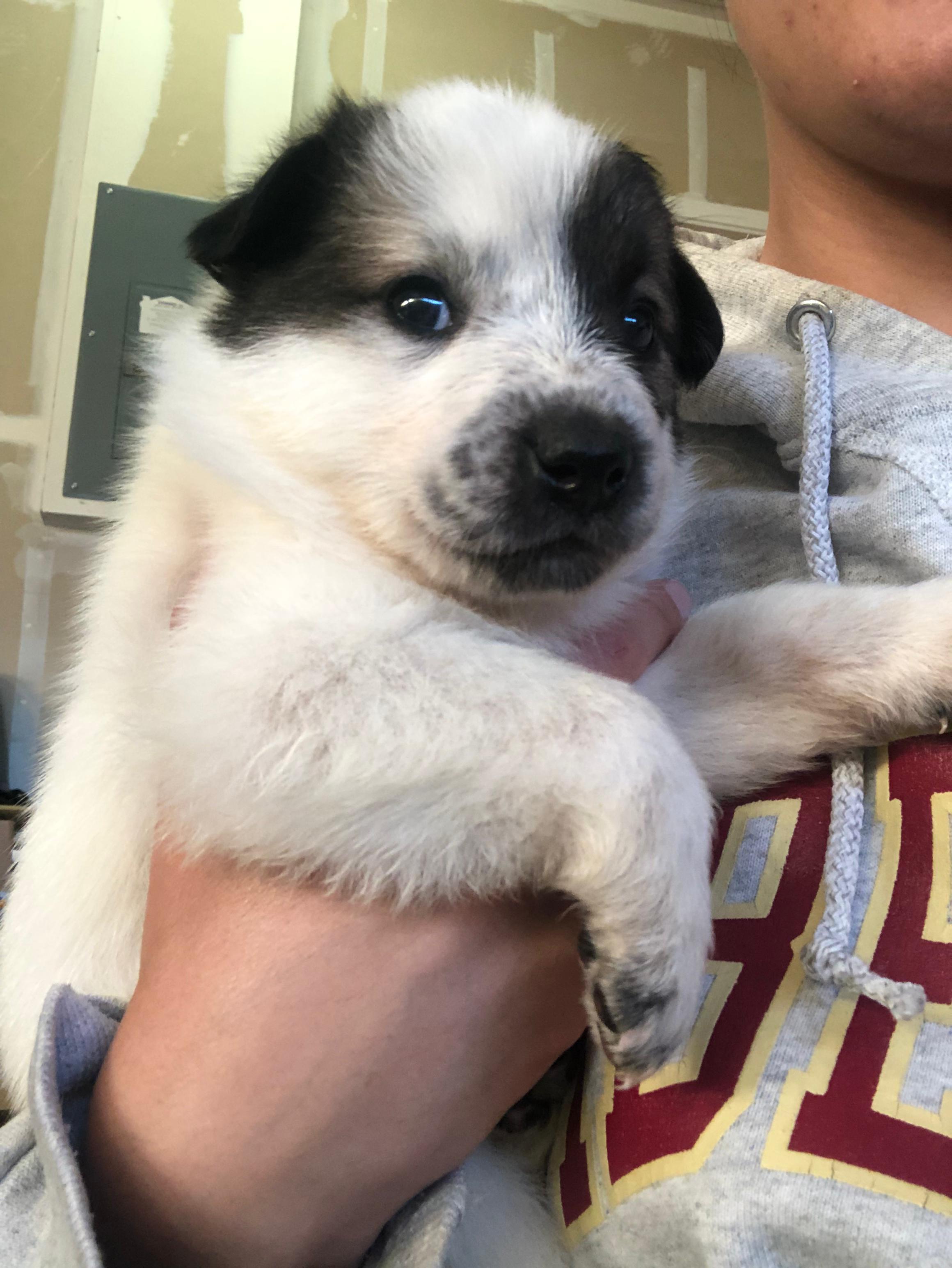 Enlarge Babe, a Adopted mixed breed in Discovery Bay, CA image 1/6