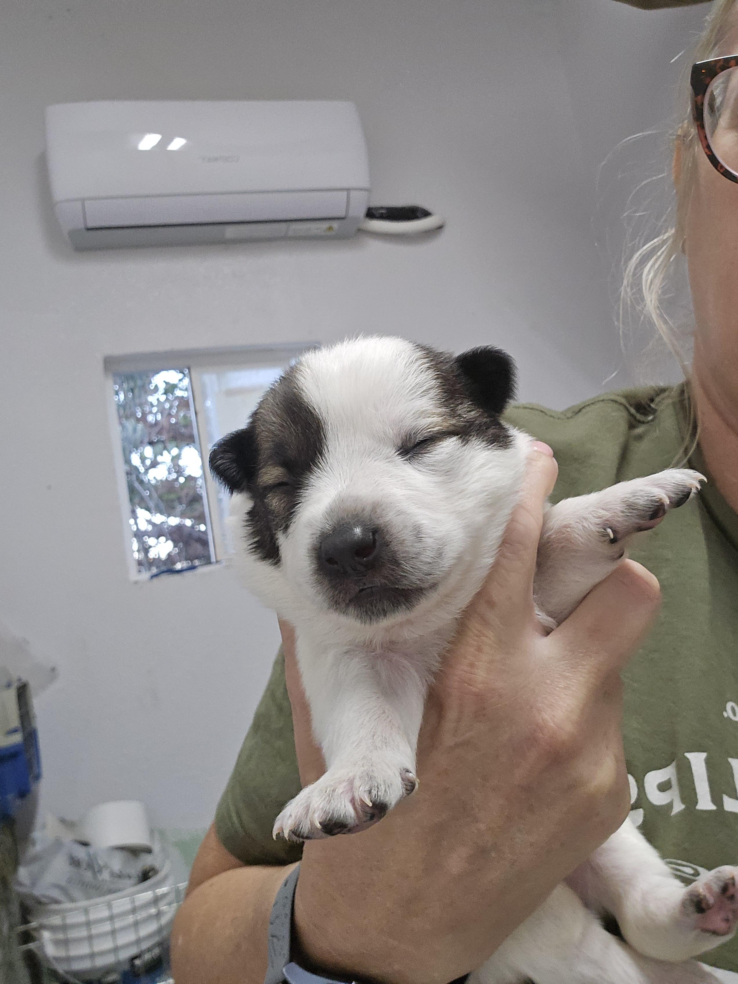 Enlarge Babe, a Adopted mixed breed in Discovery Bay, CA image 2/6