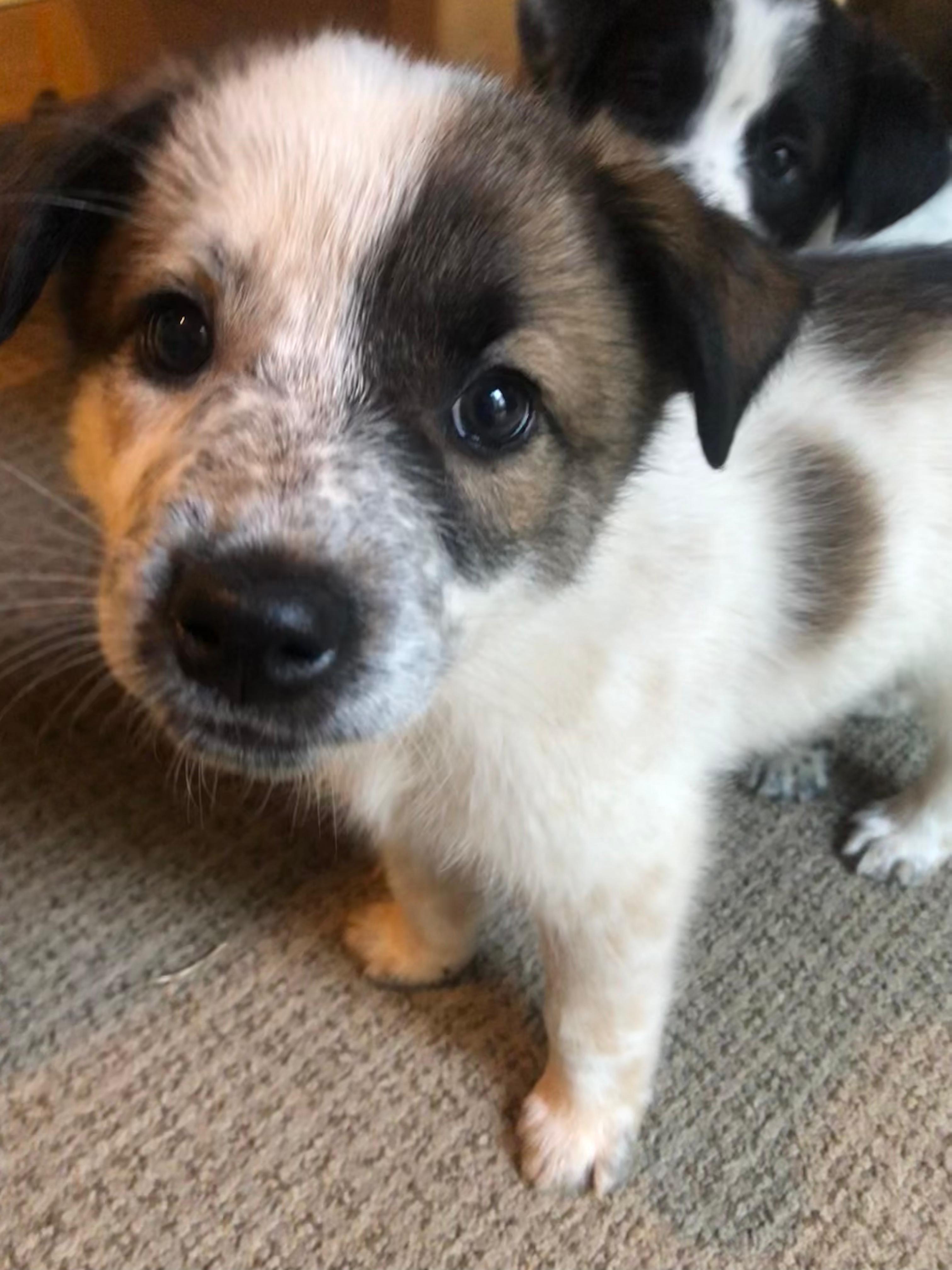 Enlarge Babe, a Adopted mixed breed in Discovery Bay, CA image 4/6