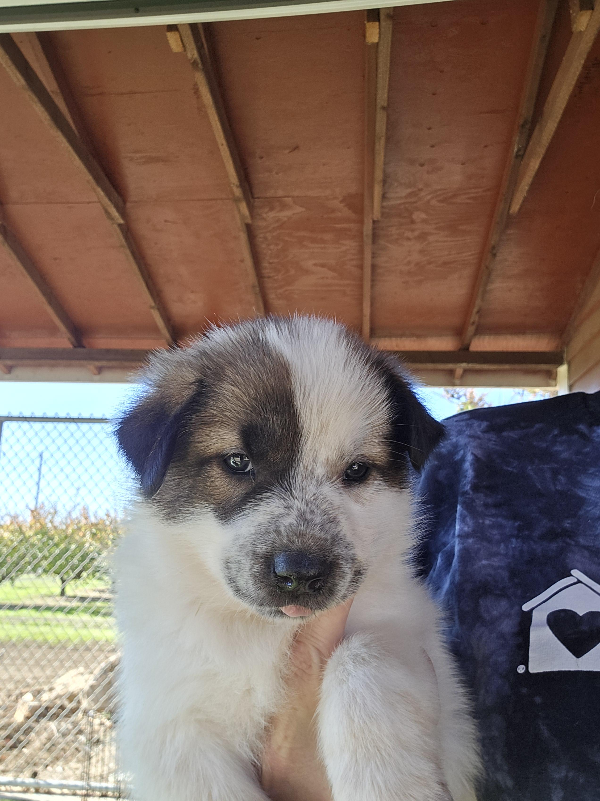 Enlarge Babe, a Adopted mixed breed in Discovery Bay, CA image 5/6