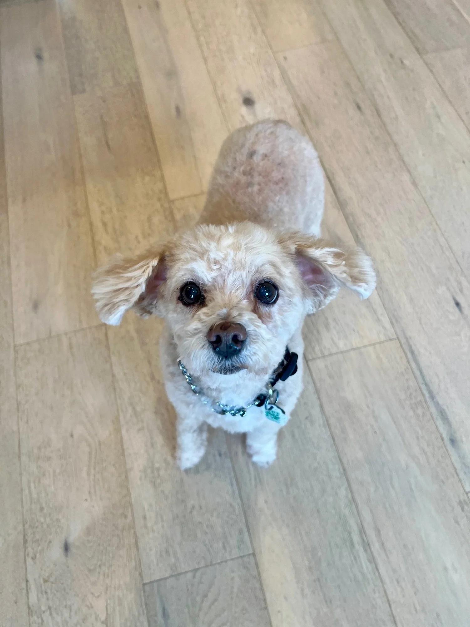 Enlarge PEANUT, a ADOPTABLE Mixed Breed in North York, ON image 2/6