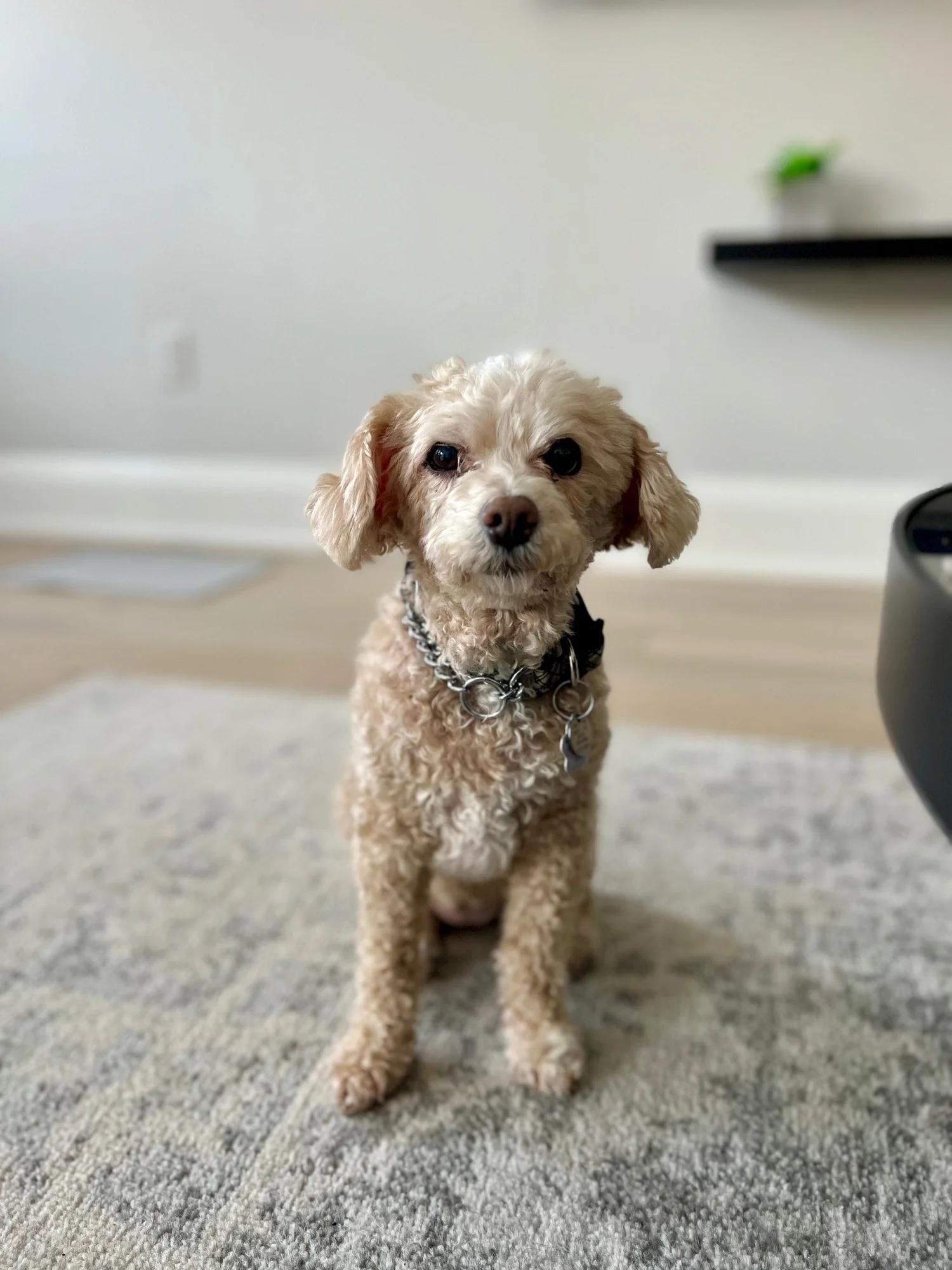 PEANUT, ADOPTABLE, Senior Female Mixed Breed.