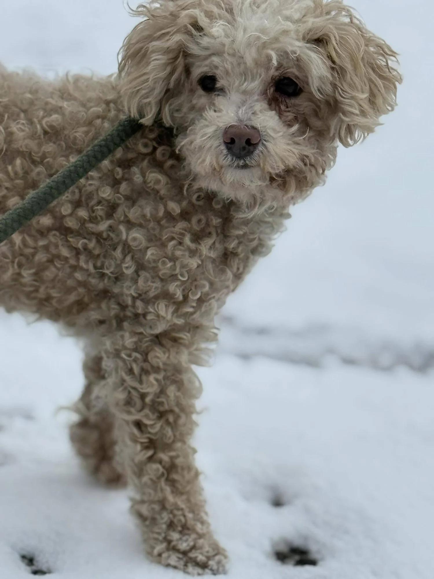 Enlarge PEANUT, a ADOPTABLE Mixed Breed in North York, ON image 6/6