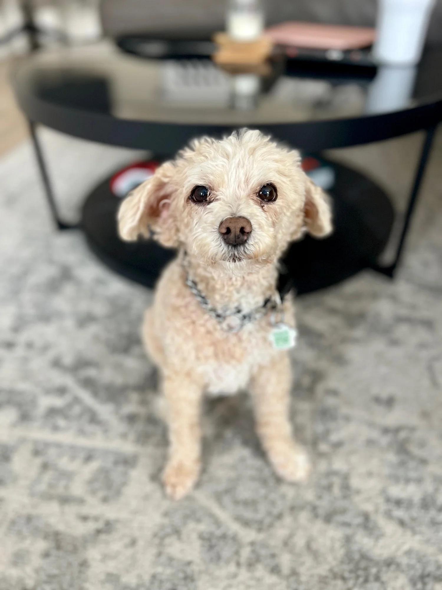 Enlarge PEANUT, a ADOPTABLE Mixed Breed in North York, ON image 3/6