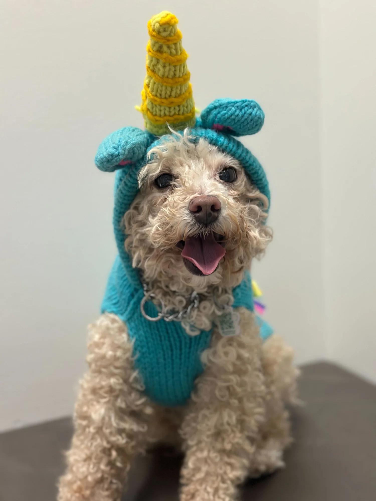 Enlarge PEANUT, a ADOPTABLE Mixed Breed in North York, ON image 5/6