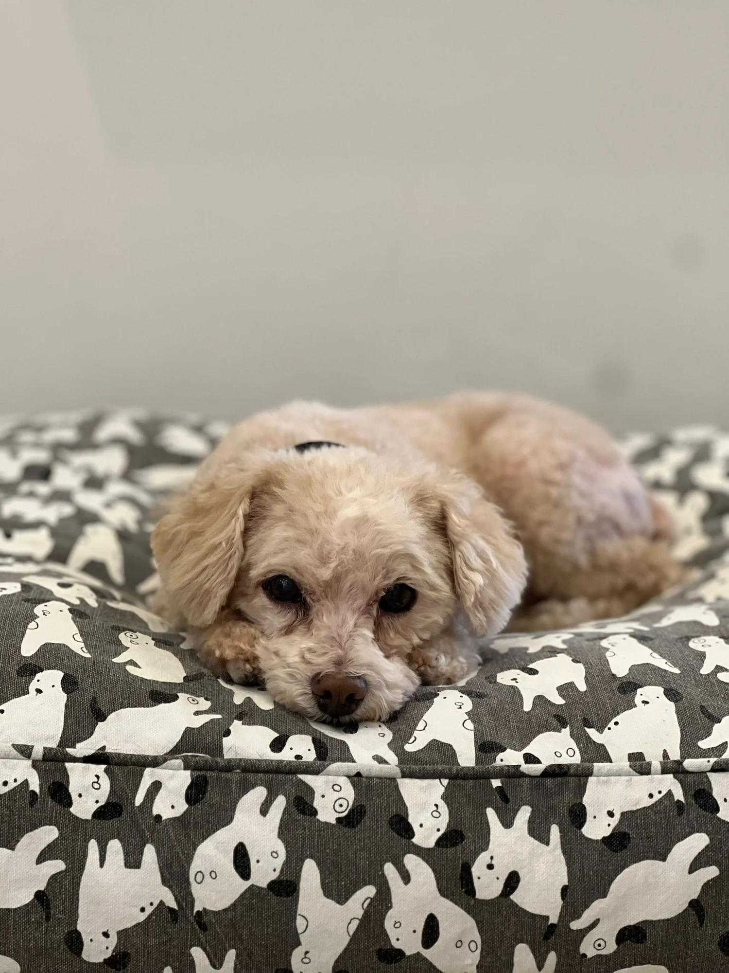 Enlarge PEANUT, a ADOPTABLE Mixed Breed in North York, ON image 4/6