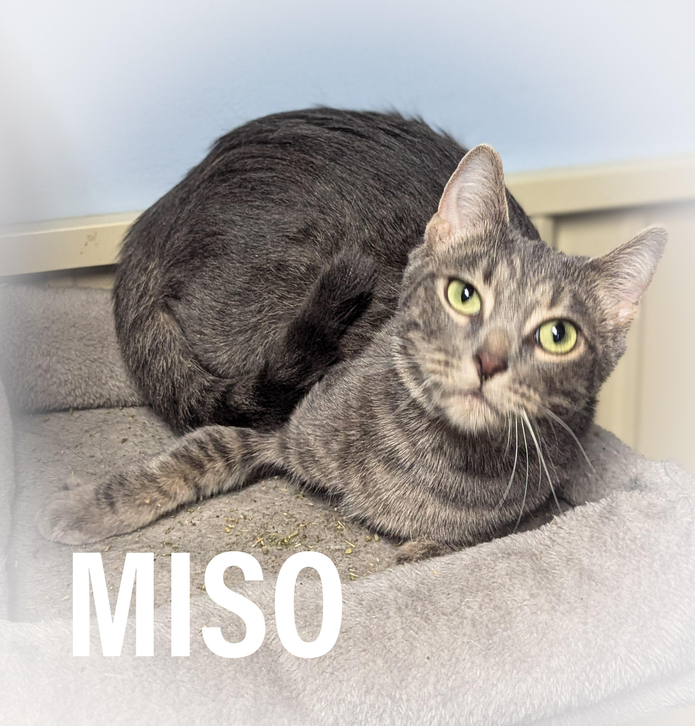 Enlarge MISO, a Adoptable mixed breed in Valparaiso , IN image 1/4