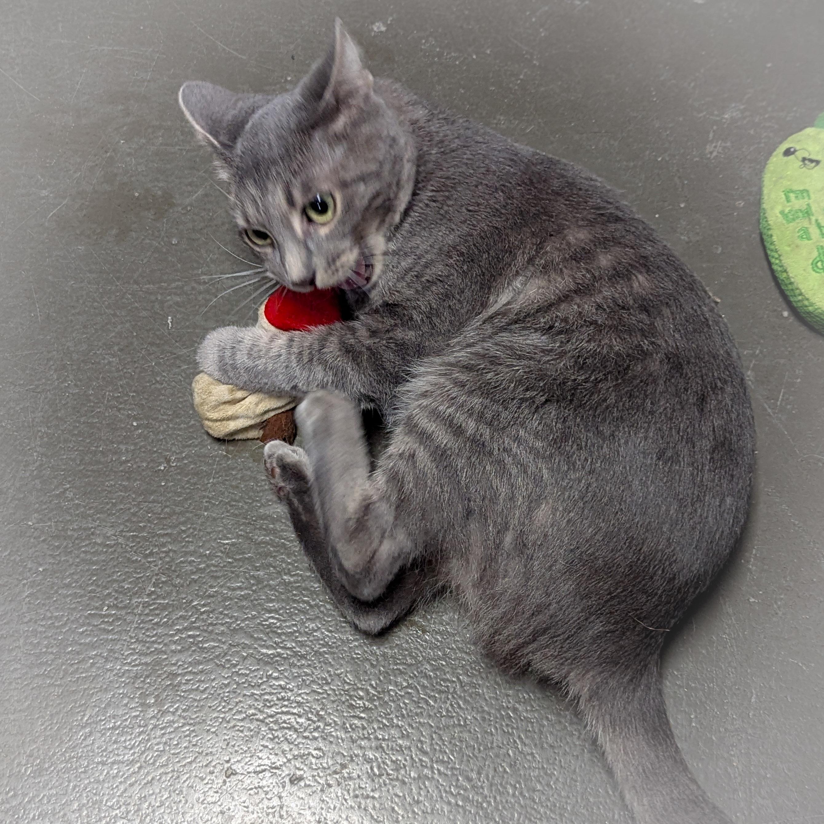 Enlarge MISO, a Adoptable mixed breed in Valparaiso , IN image 2/4