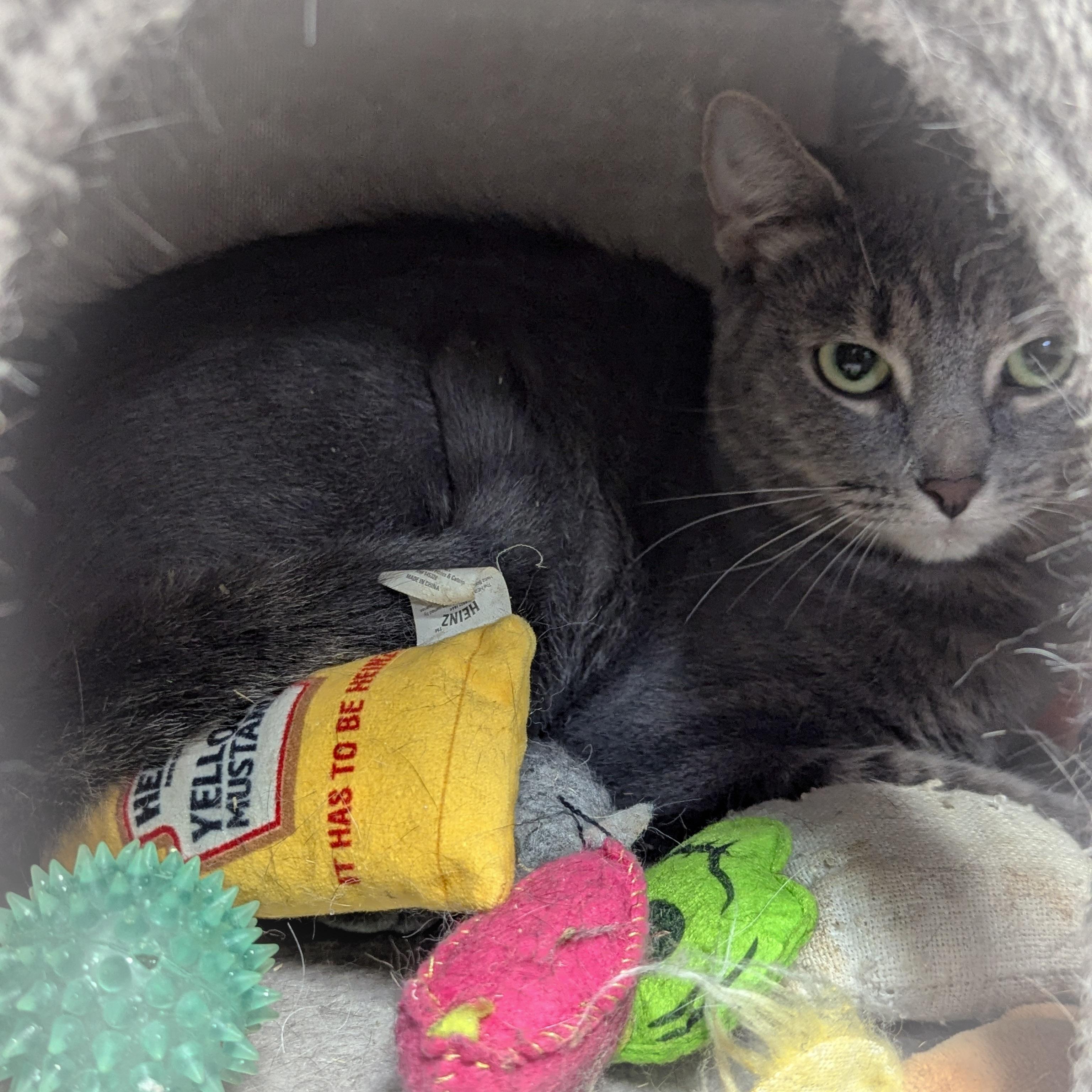 Enlarge MISO, a Adoptable mixed breed in Valparaiso , IN image 3/4