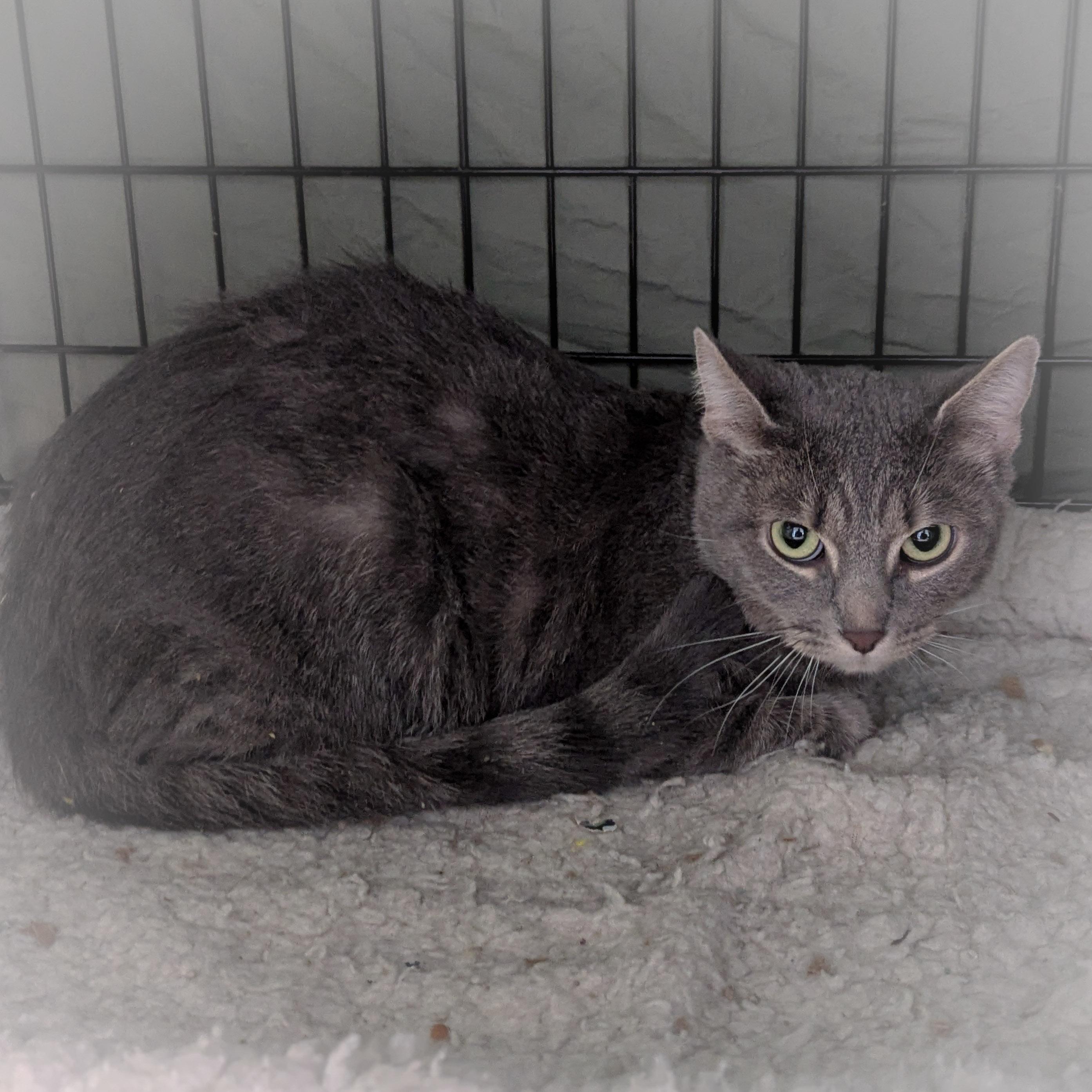 Enlarge MISO, a Adoptable mixed breed in Valparaiso , IN image 4/4