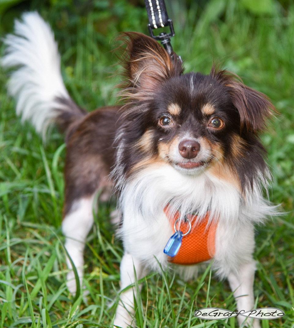 Enlarge Joey, a Adoptable mixed breed in Pittsboro, NC image 2/3
