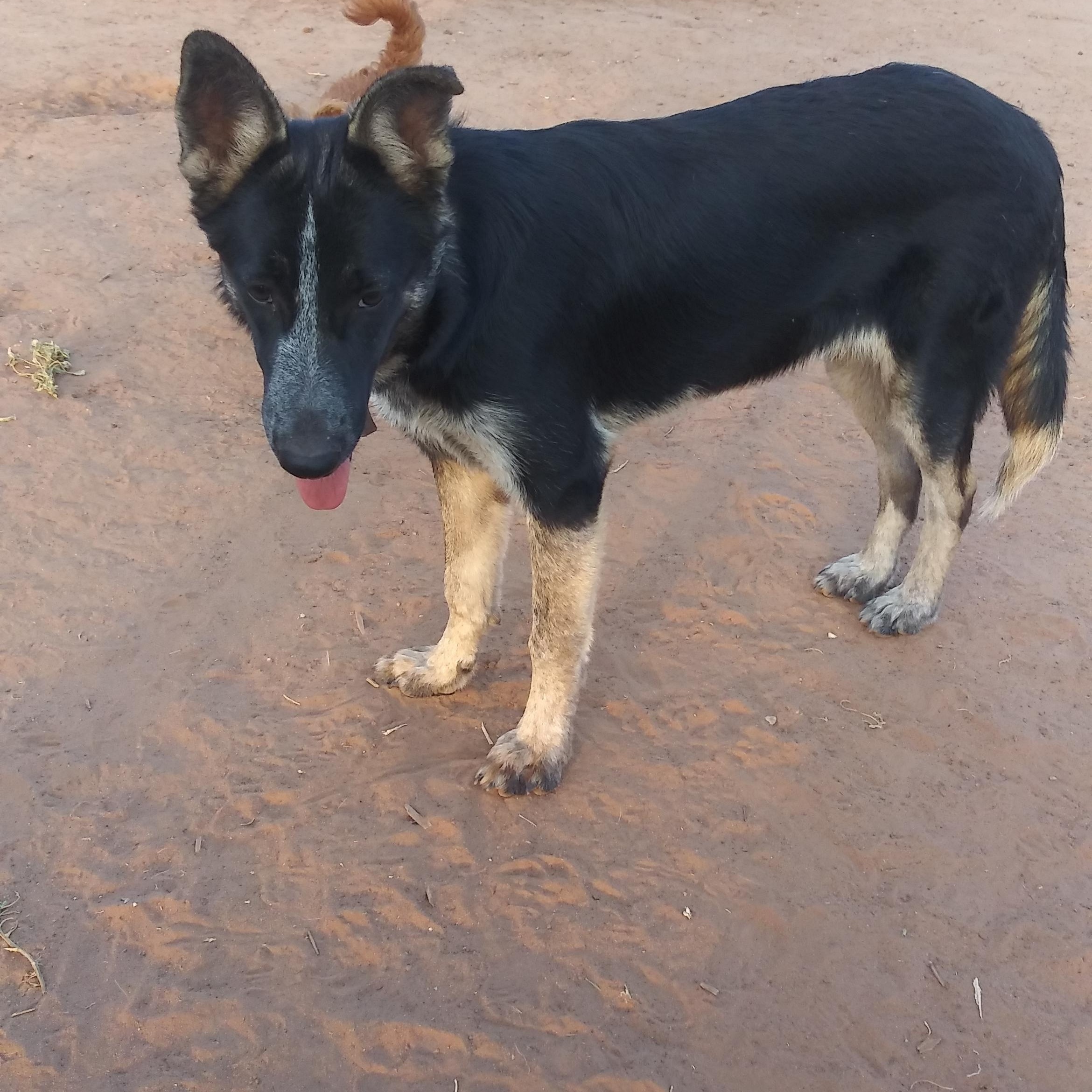 Whittney, Adoptable, Young Female German Shepherd Dog & Border Collie.