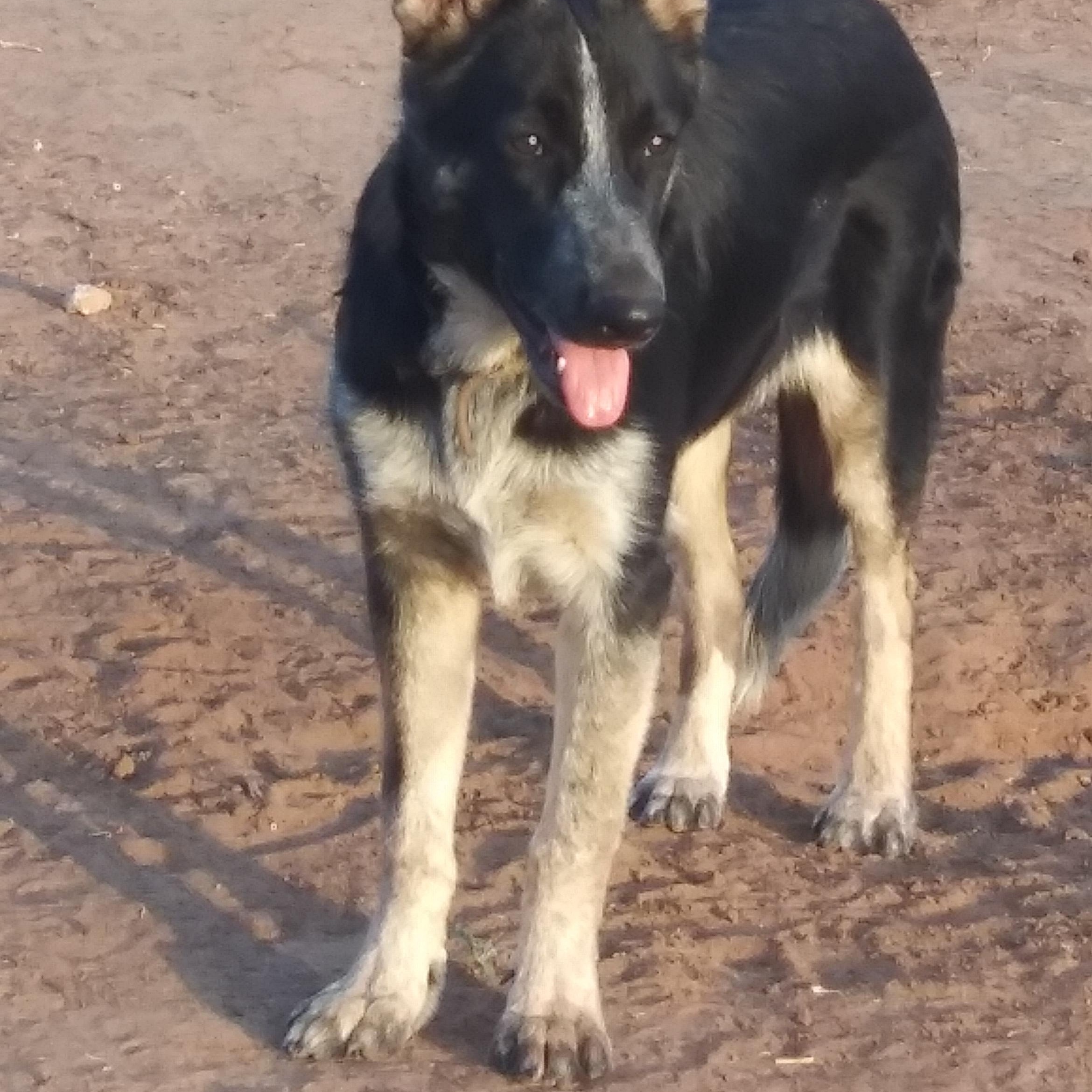 Enlarge Whittney, a Adoptable mixed breed in Anton, TX image 2/2
