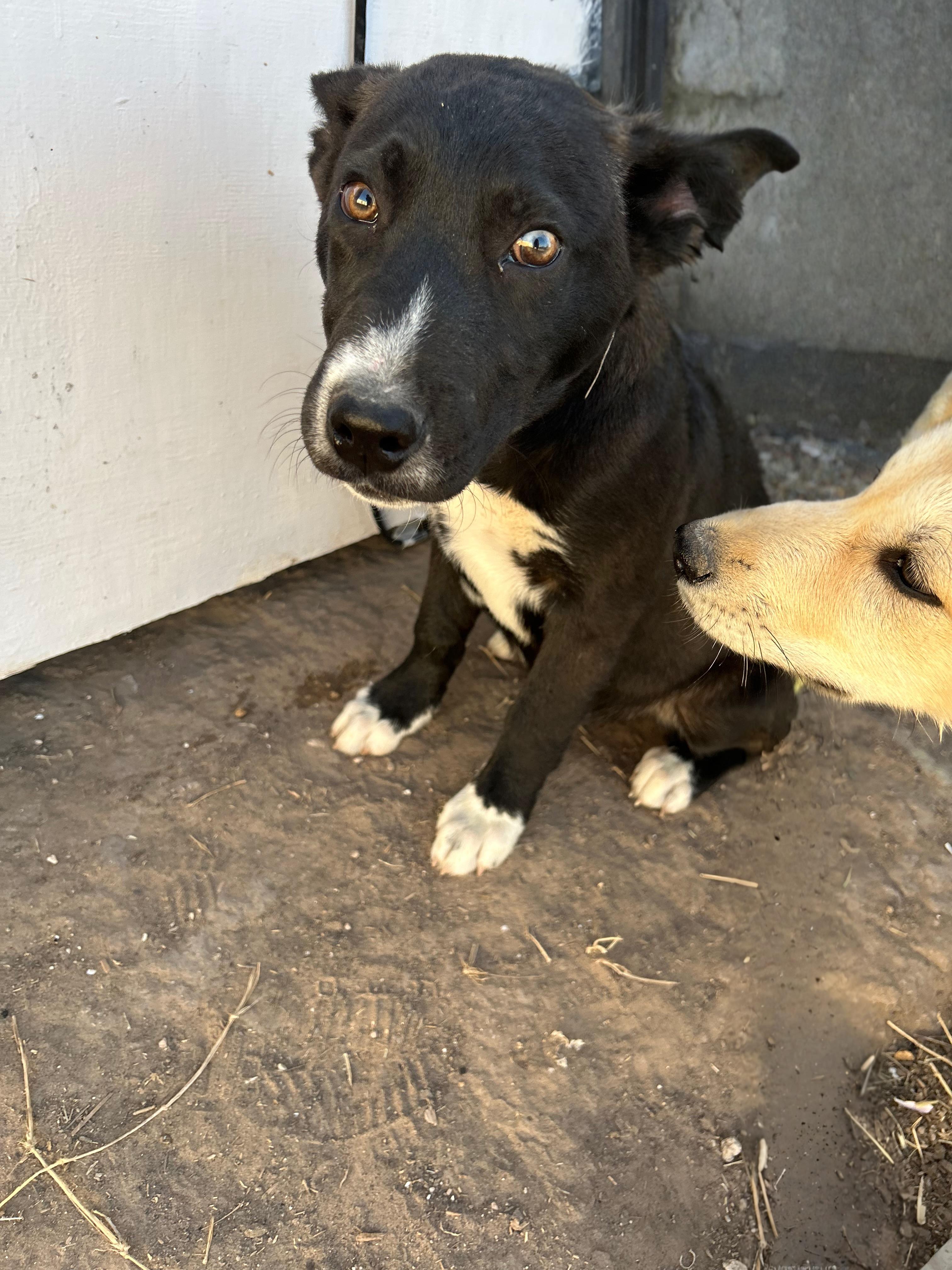 Maximillian, an adoptable Labrador Retriever, Husky in Eau Claire, WI, 54703 | Photo Image 2