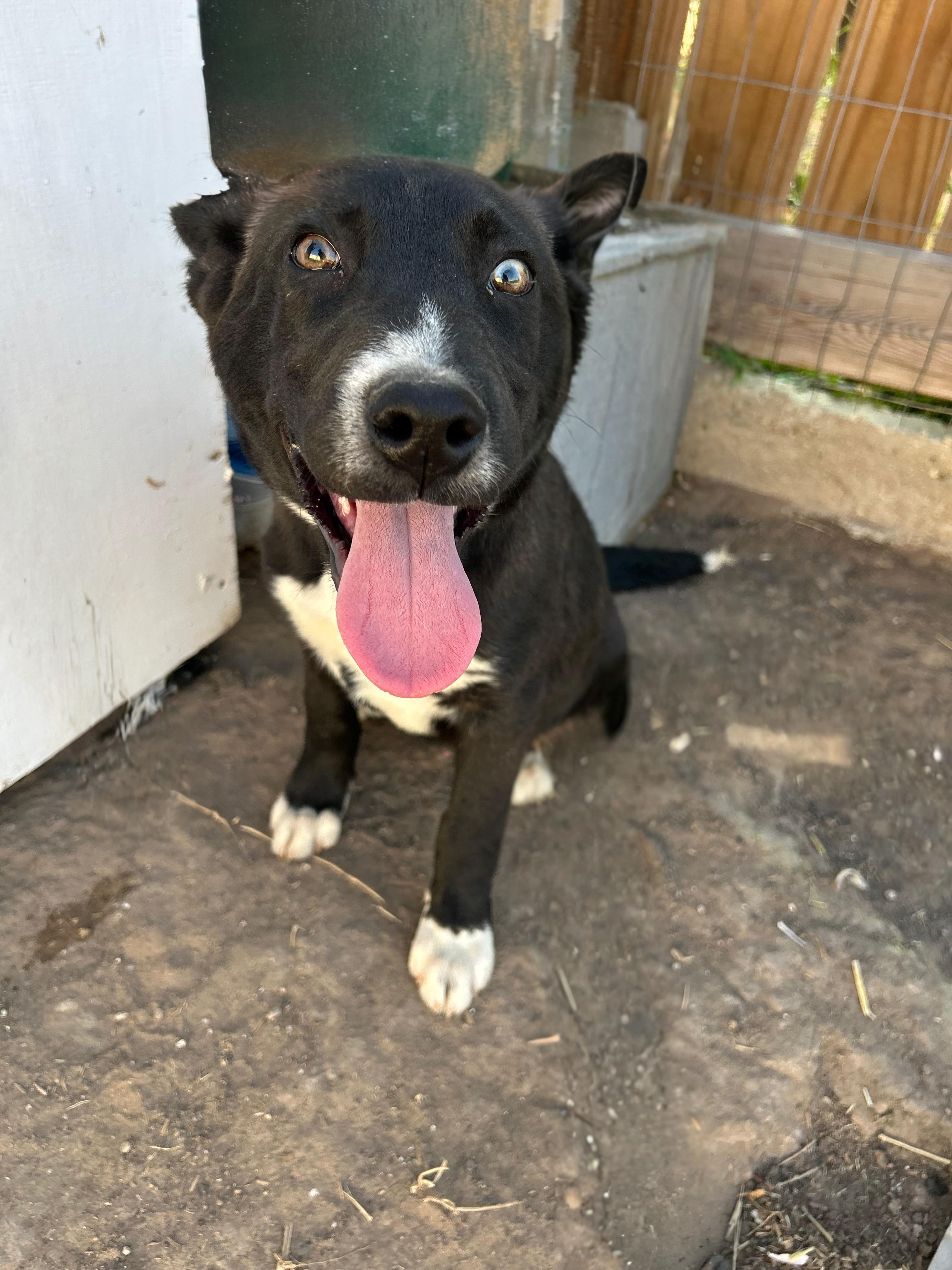 Maximillian, an adoptable Labrador Retriever, Husky in Eau Claire, WI, 54703 | Photo Image 3