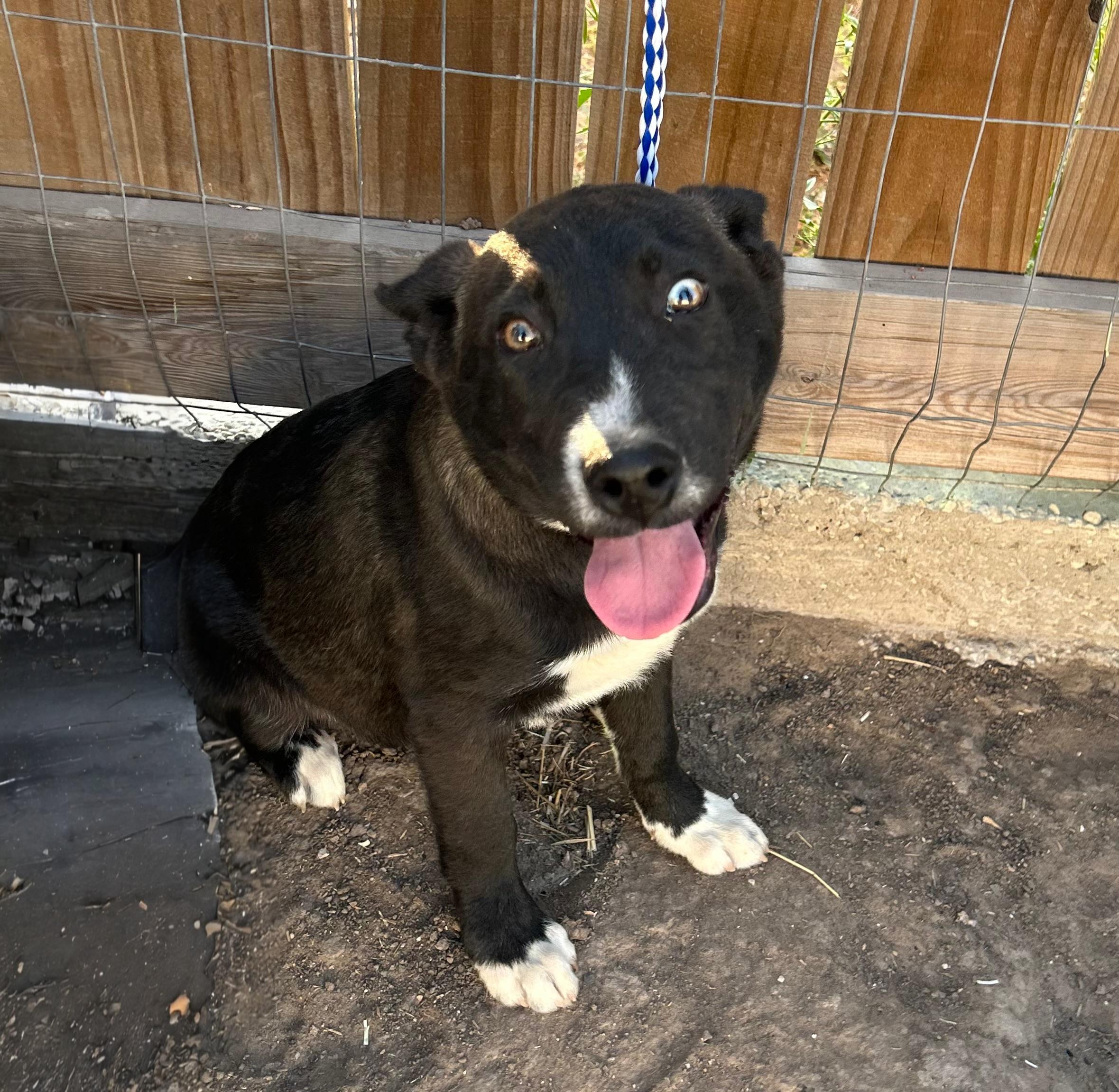 Maximillian, an adoptable Labrador Retriever, Husky in Eau Claire, WI, 54703 | Photo Image 1