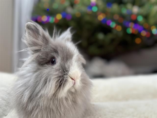 Enlarge LAVENDER, a Adoptable Lionhead in Toronto, ON image 1/1