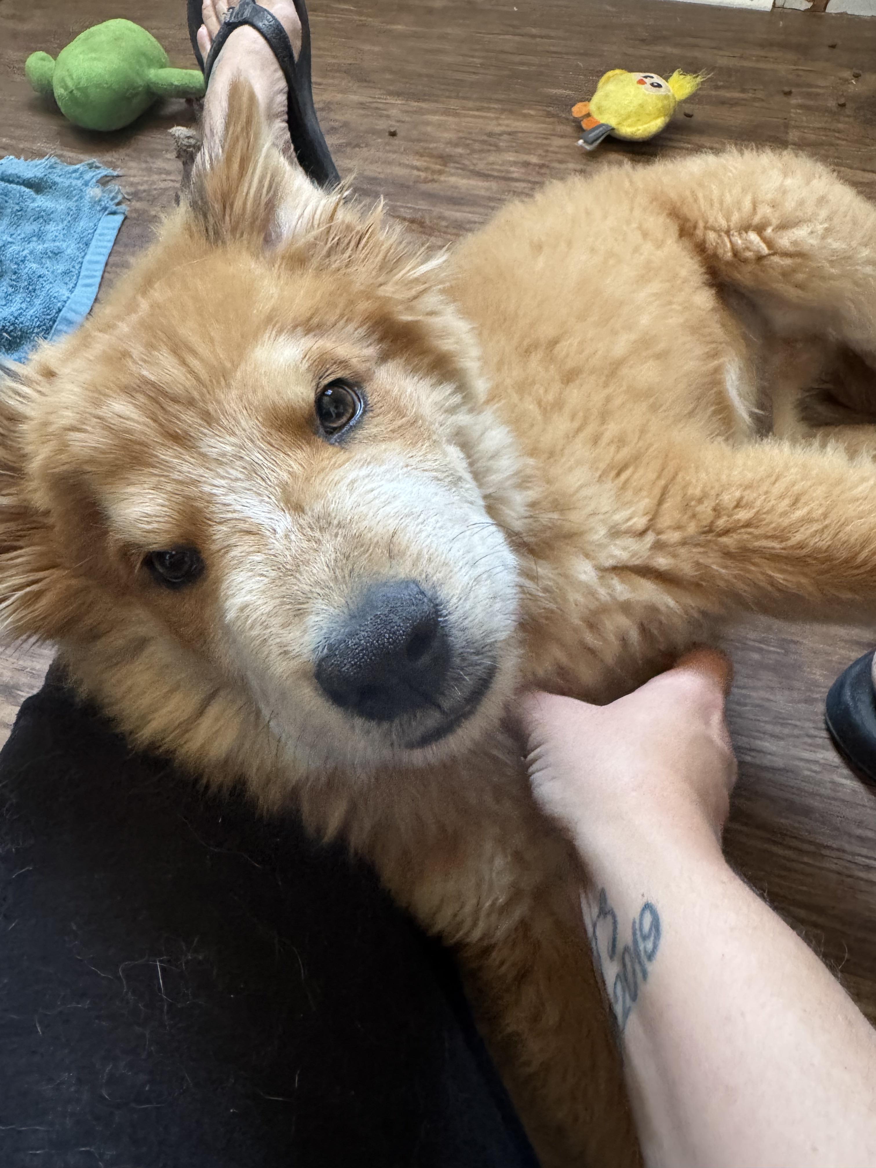 Enlarge Meatball, a ADOPTABLE mixed breed in Tonopah, AZ image 3/4