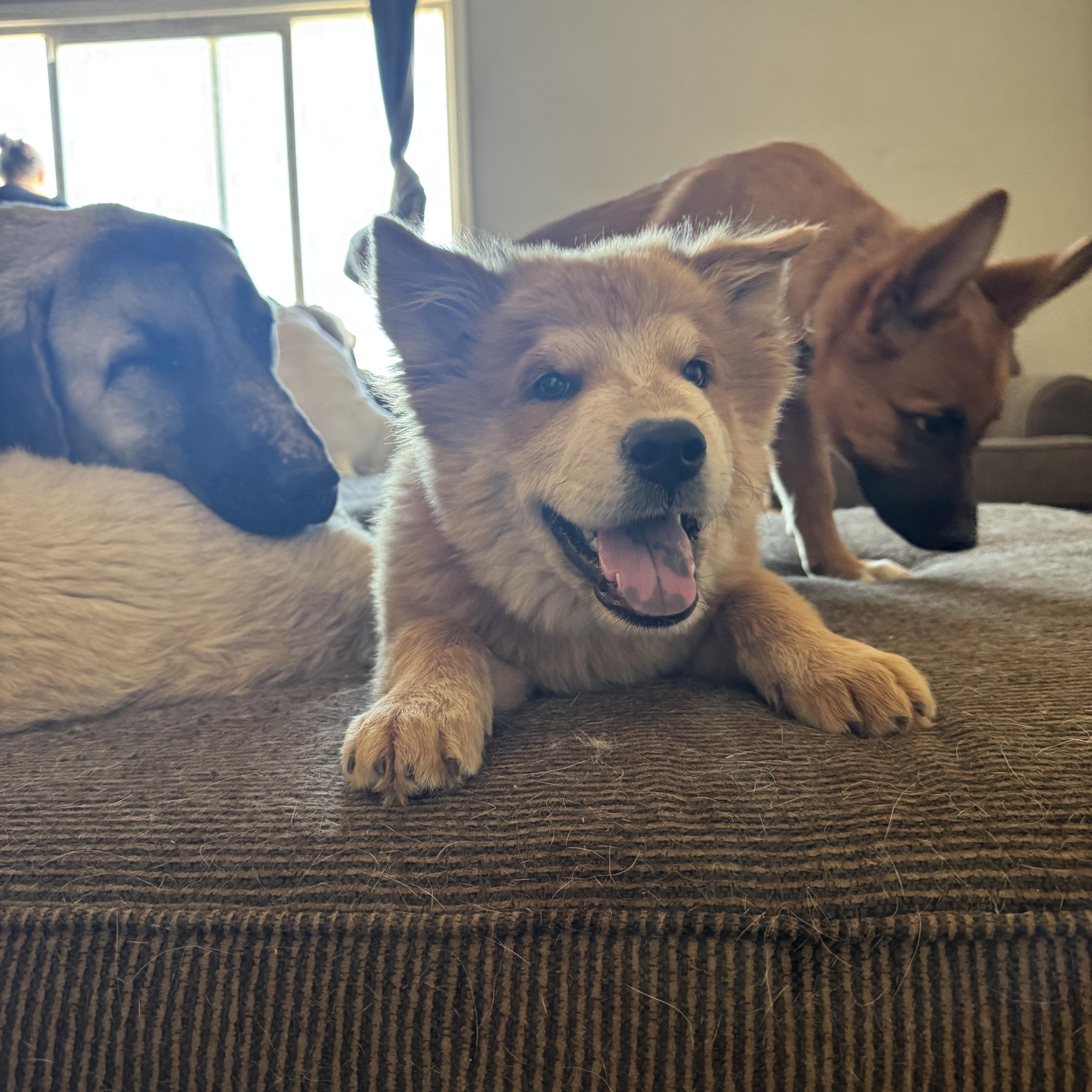 Enlarge Meatball, a ADOPTABLE mixed breed in Tonopah, AZ image 4/4