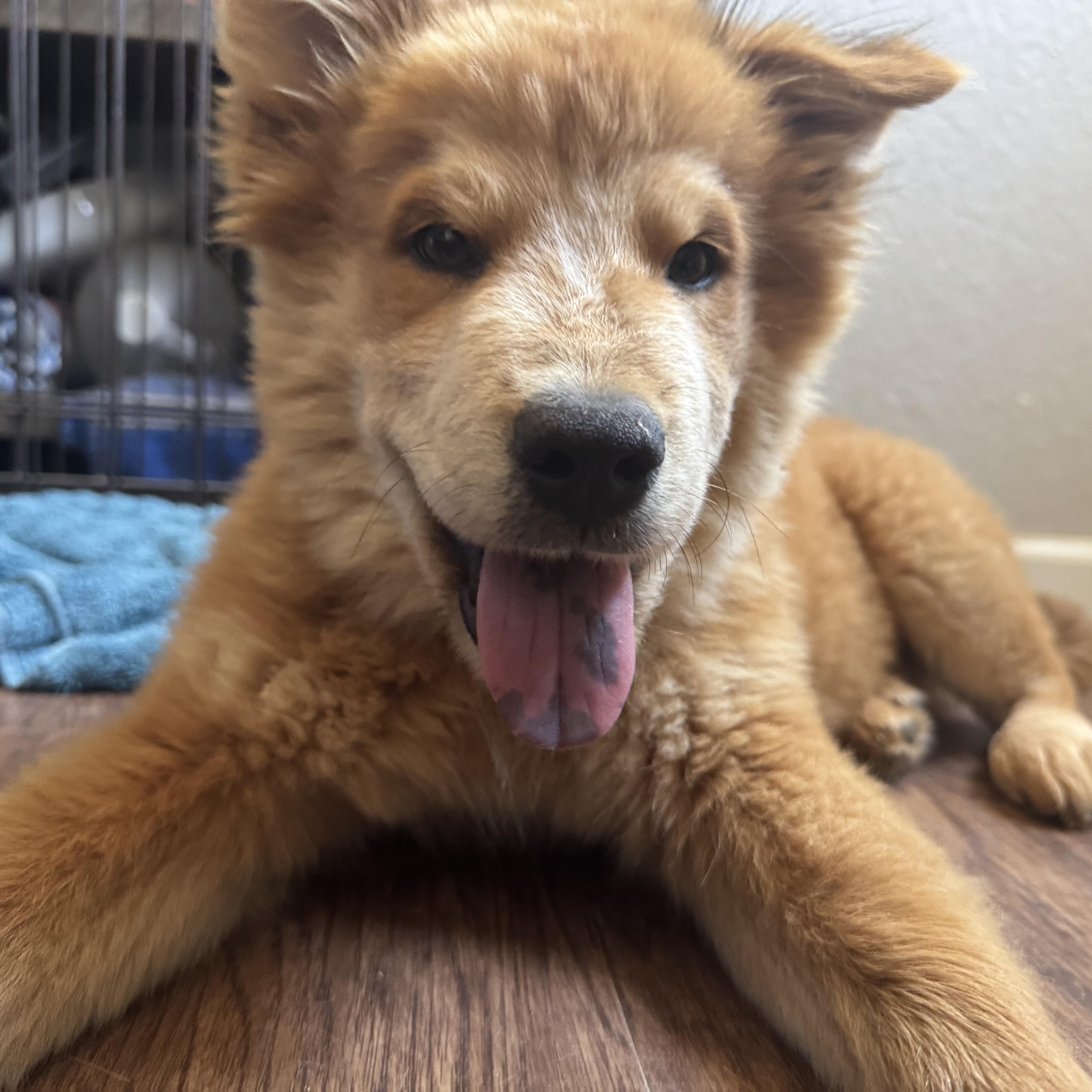 Enlarge Meatball, a ADOPTABLE mixed breed in Tonopah, AZ image 2/4