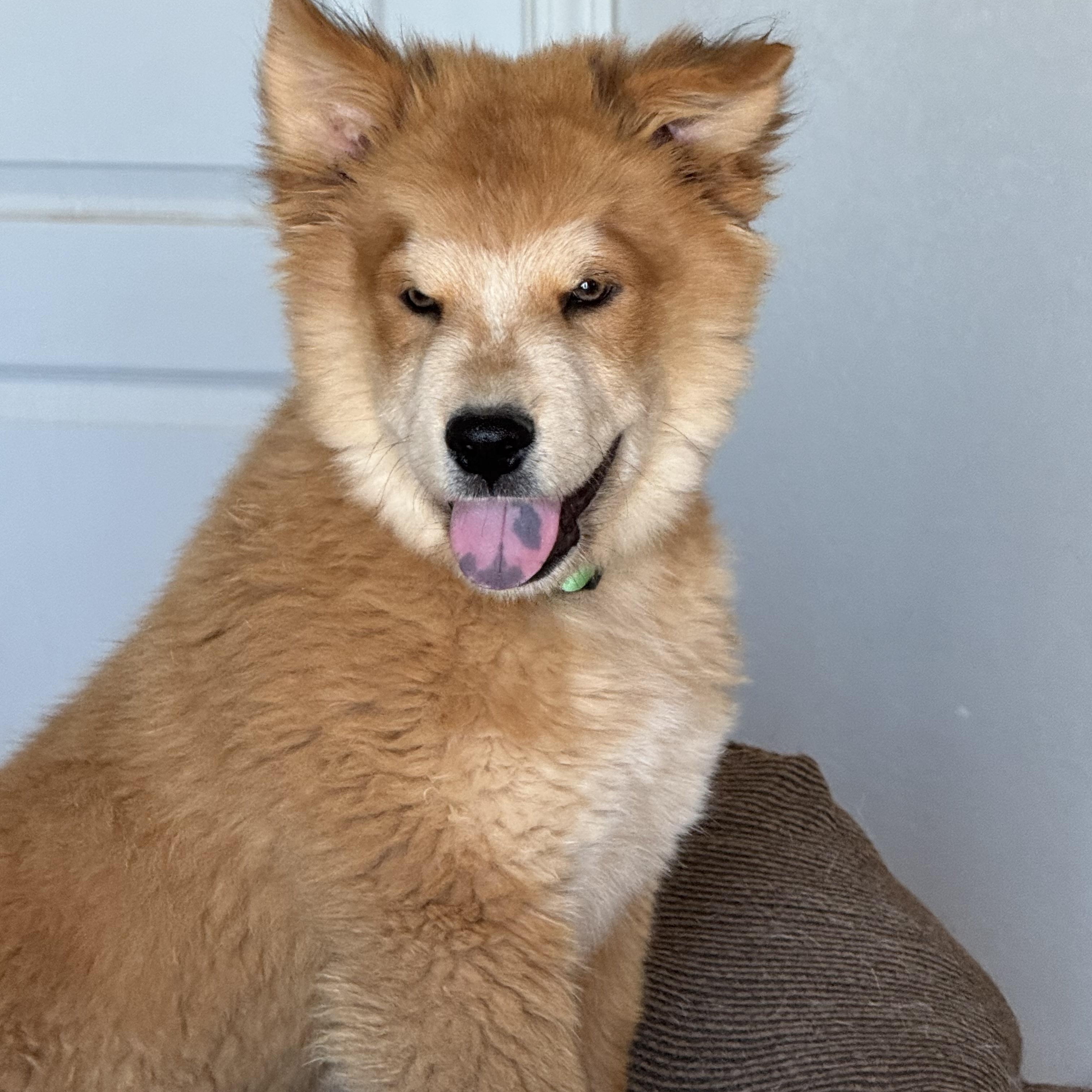 Meatball, ADOPTABLE, Puppy Male Chow Chow.
