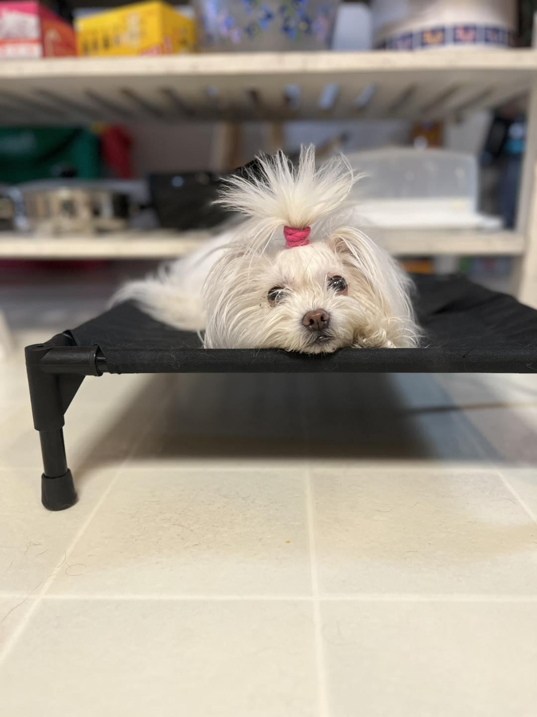 Enlarge Bianca, an adopted mixed breed in Markham, ON image 1/5