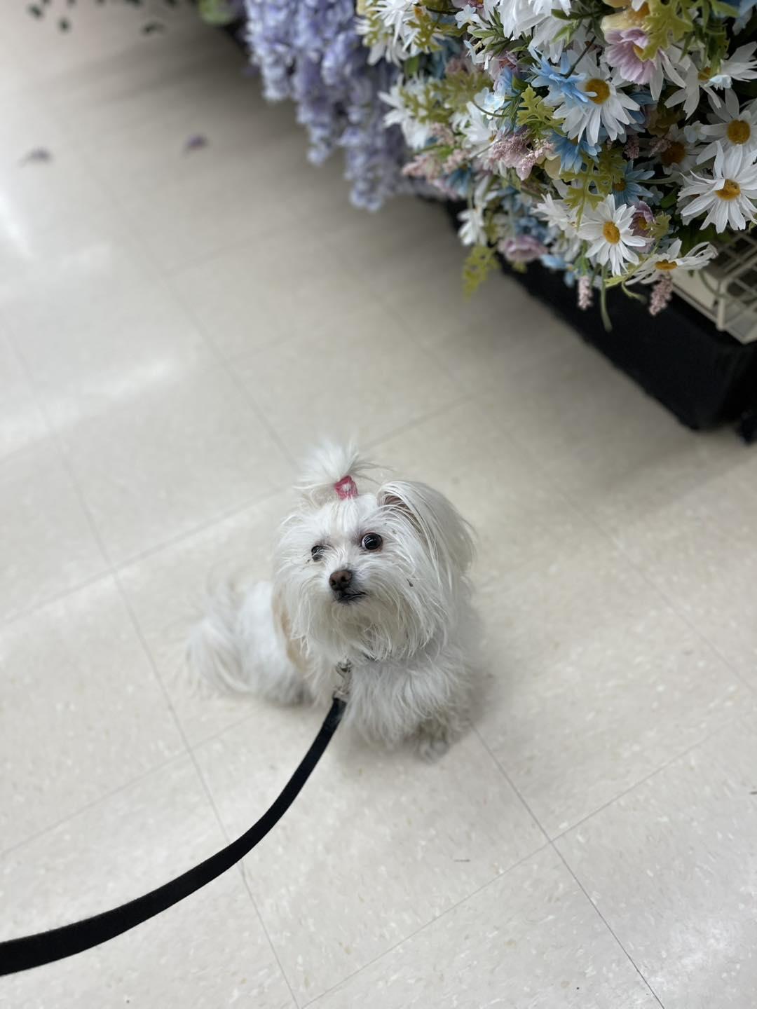 Enlarge Bianca, an adopted mixed breed in Markham, ON image 2/5