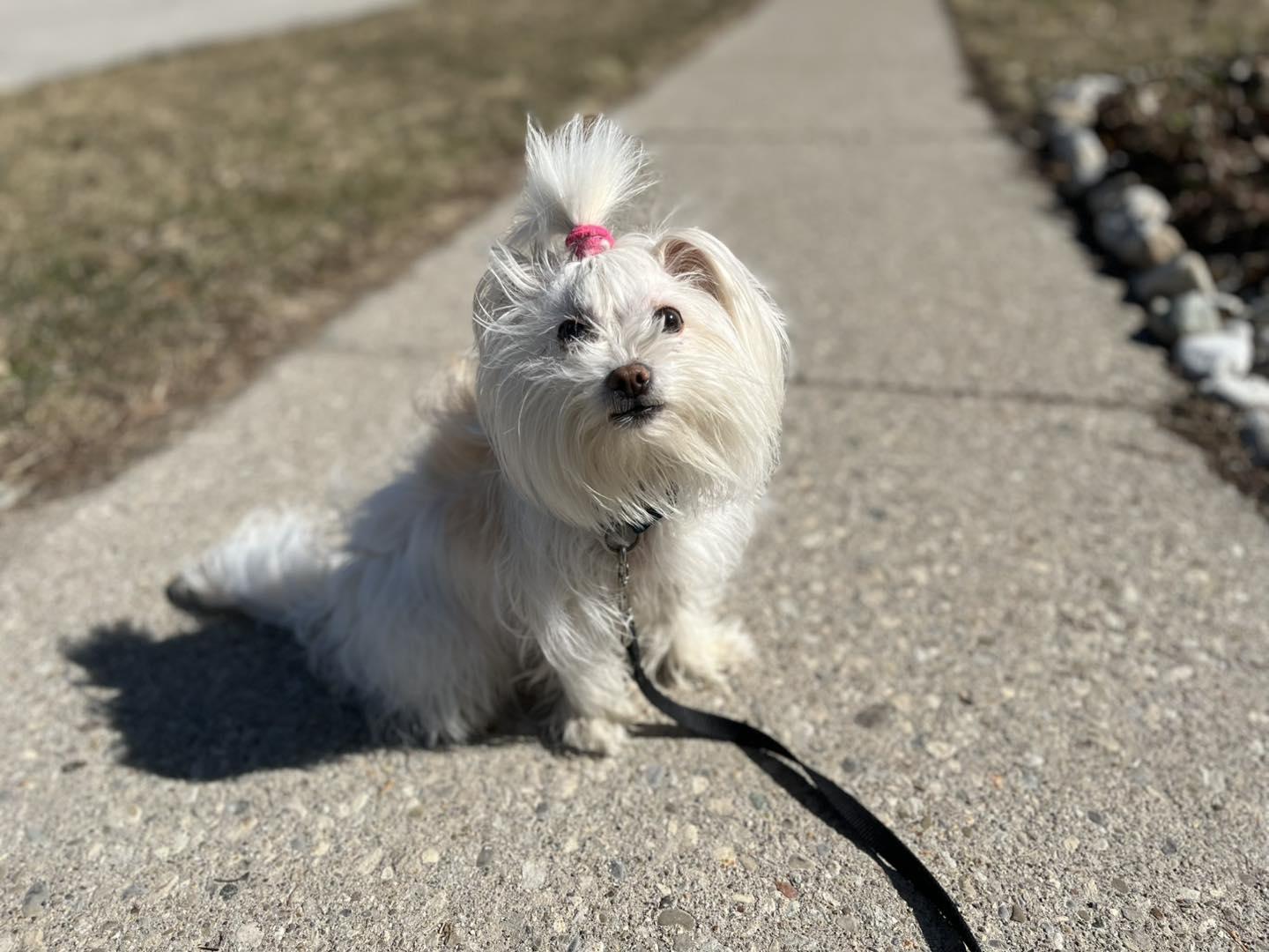 Enlarge Bianca, an adopted mixed breed in Markham, ON image 3/5