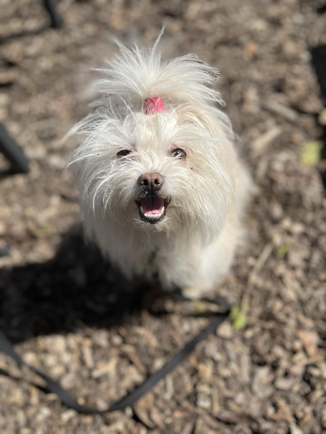 Enlarge Bianca, an adopted mixed breed in Markham, ON image 4/5