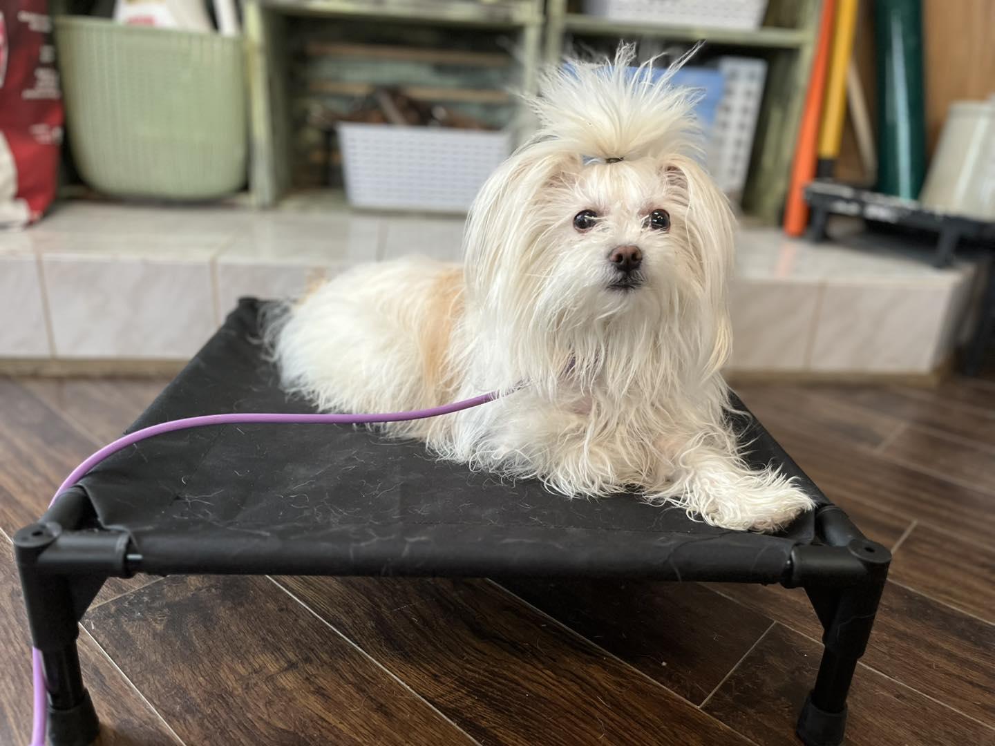 Enlarge Bianca, an adopted mixed breed in Markham, ON image 5/5