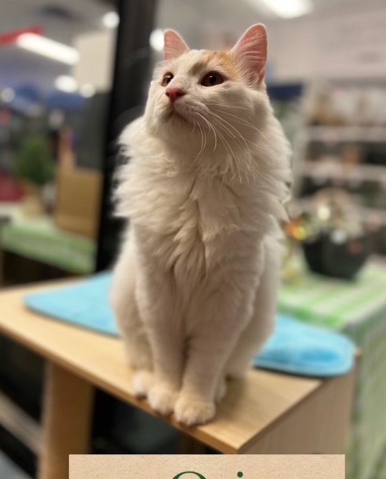 Ash and Ori, Adopted, Adult Male Domestic Medium Hair.
