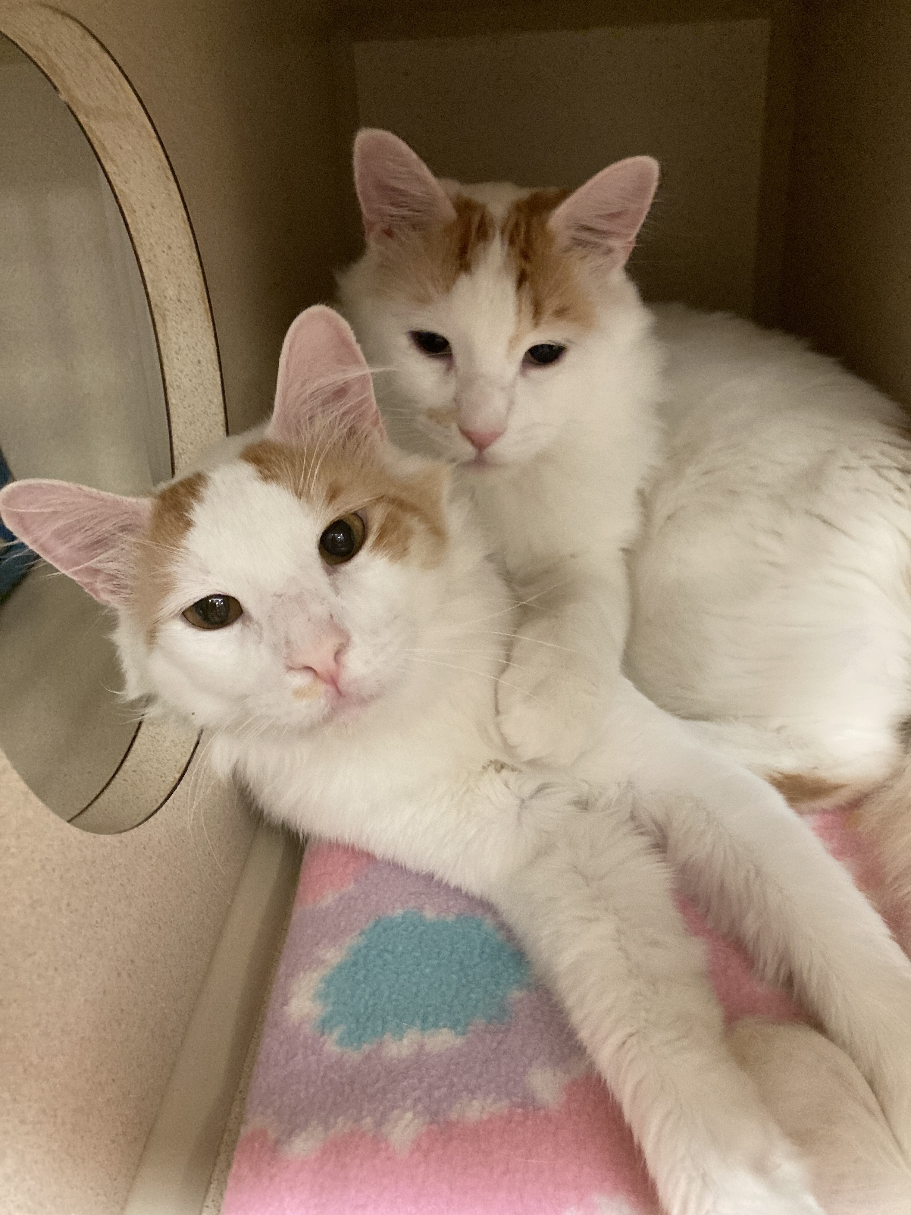 Enlarge Ash and Ori, a Adopted mixed breed in Mesa, AZ image 3/4